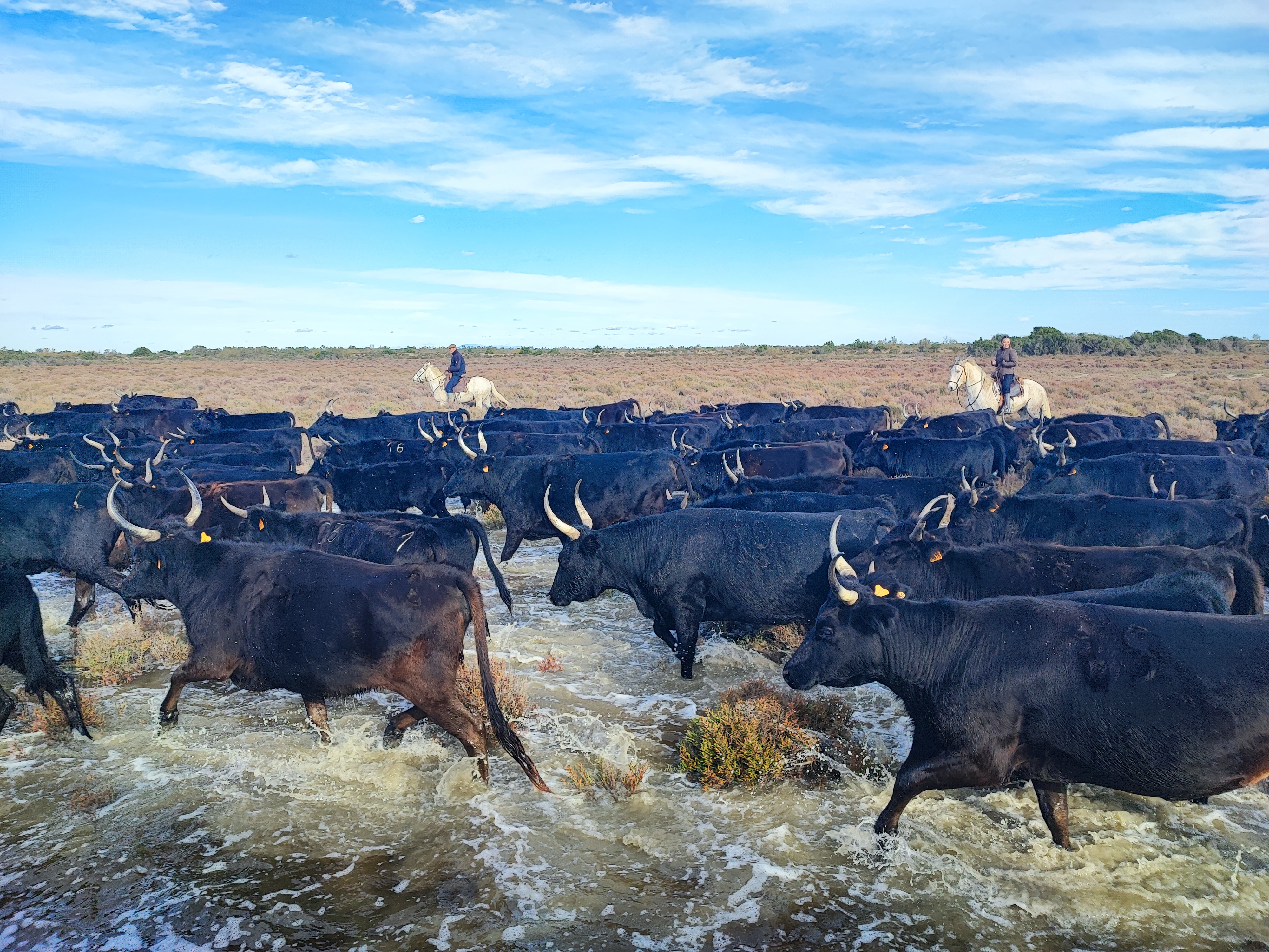 Soire tchatche au muse : Le culte du taureau en Camargue