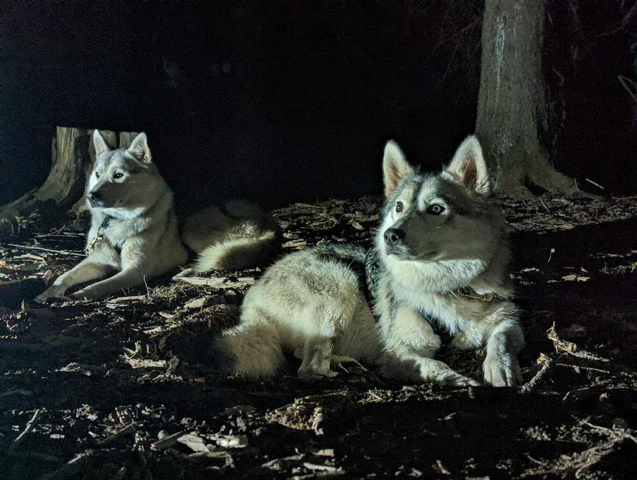 Cani-randonne spciale pleine lune