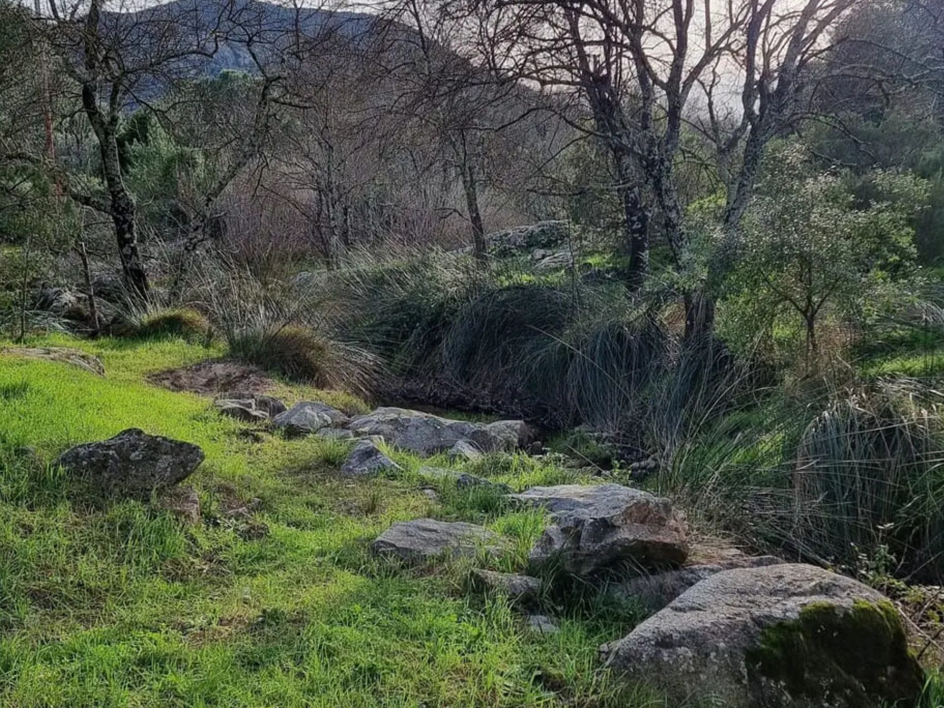 Promenade-dcouverte : chemins de nature  olivier, qui es-tu ?