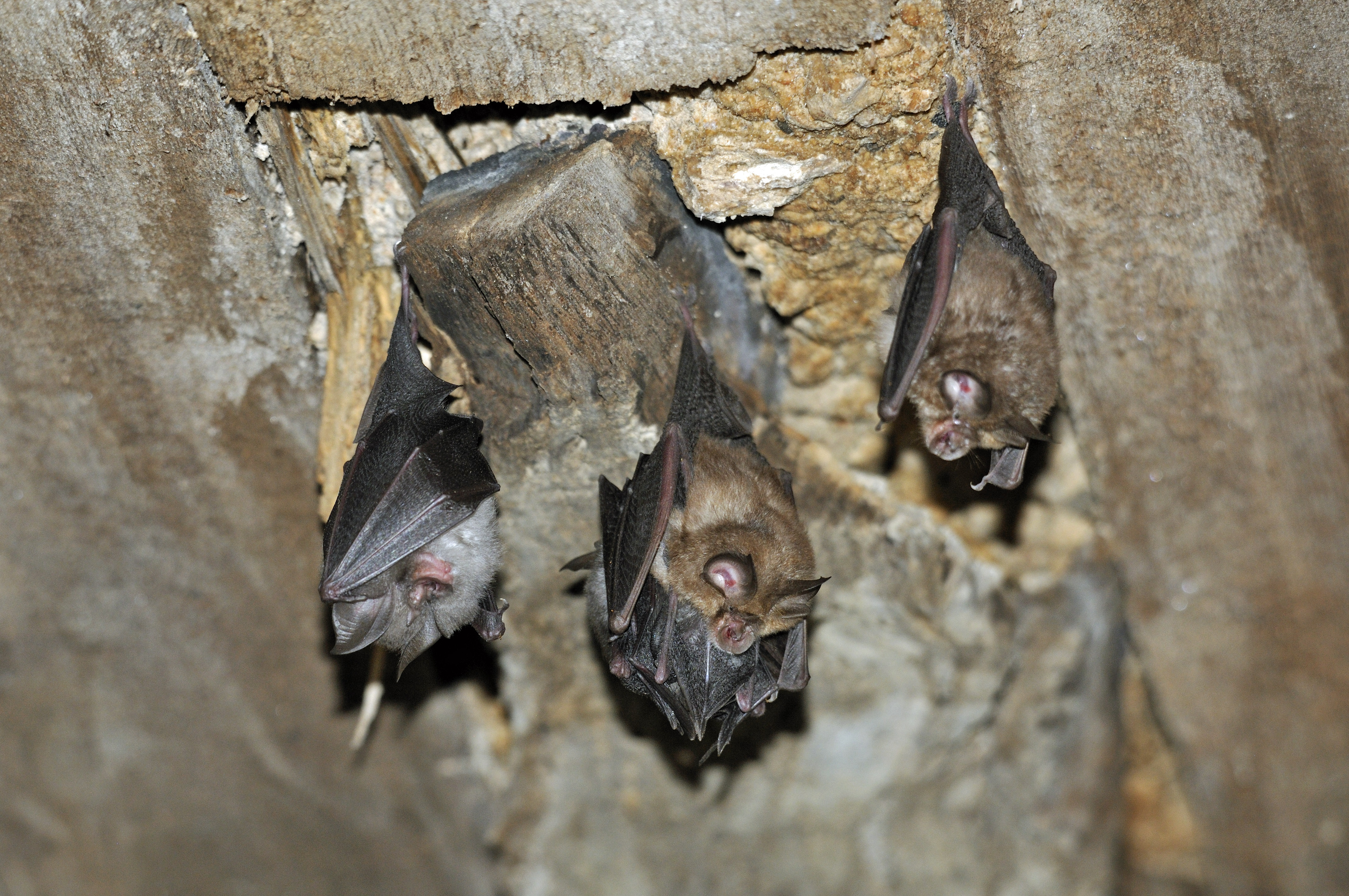 Nuit de la chauve-souris