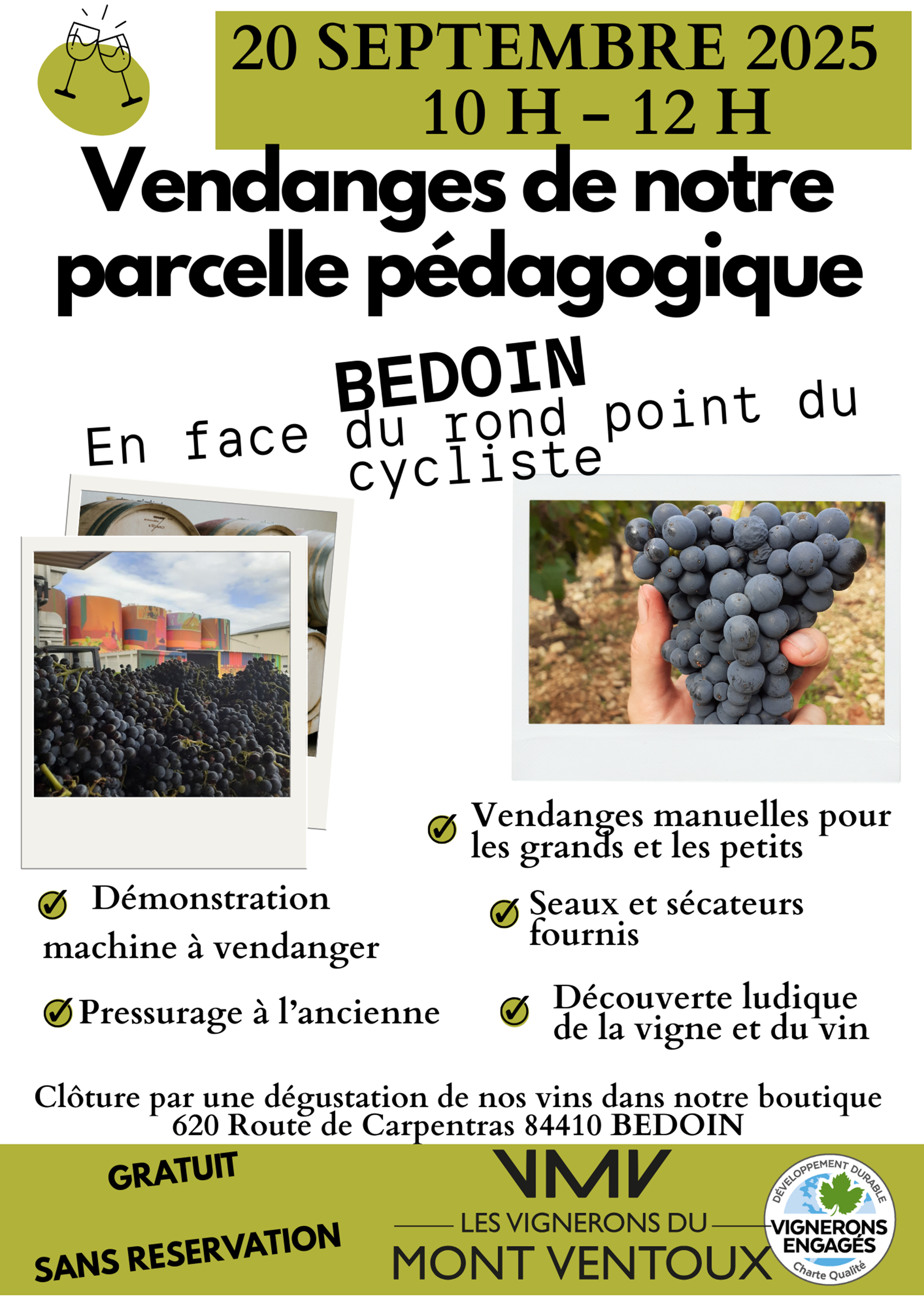 Vendanges de notre parcelle pdagogique VMV