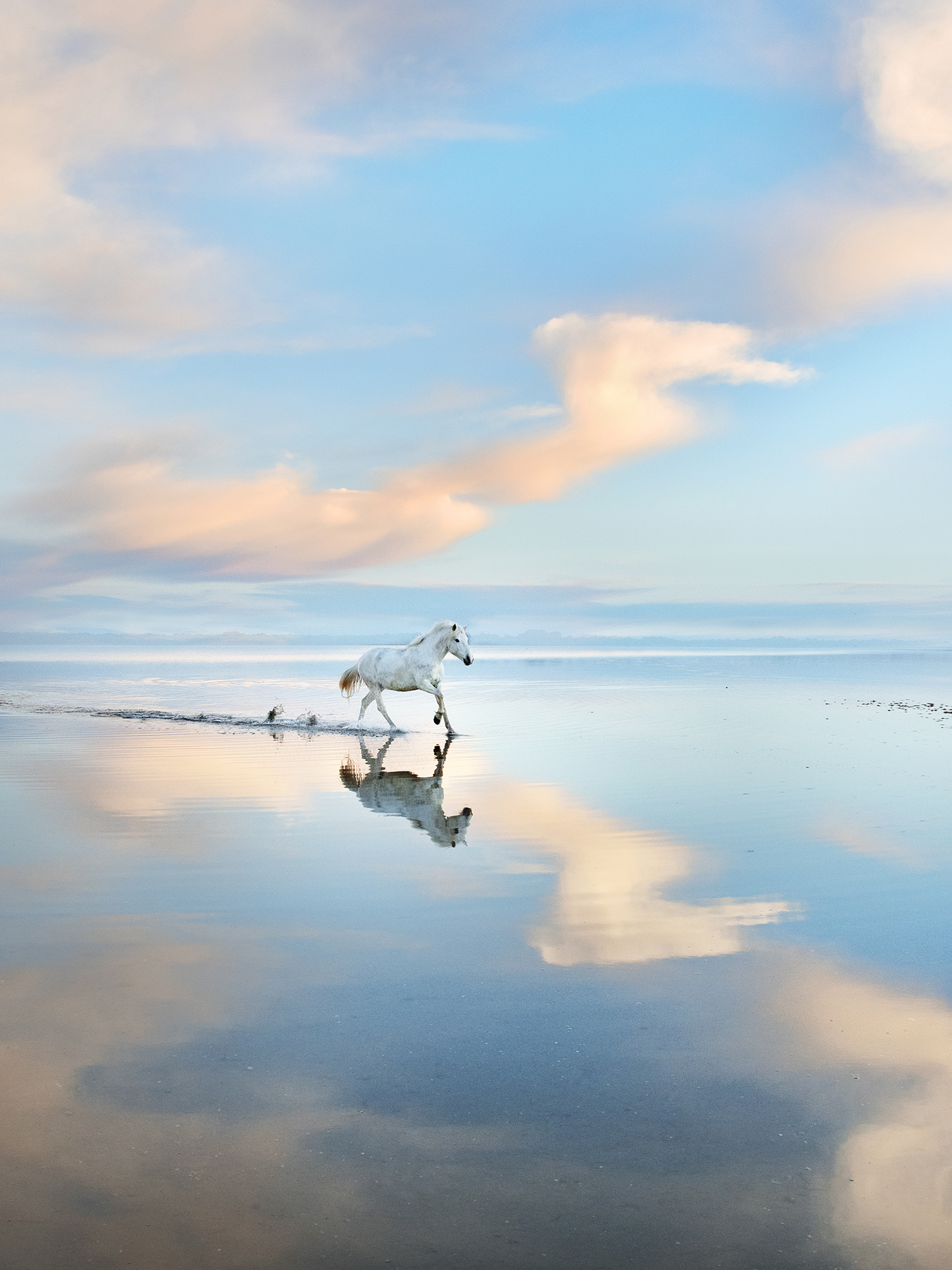 Exposition  De la Camargue au Grand Nord  de Thierry Vezon