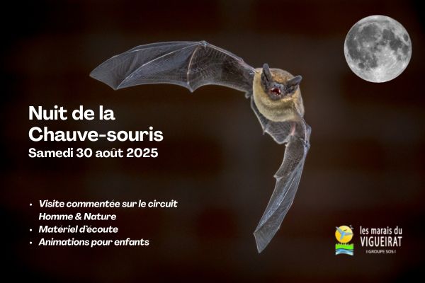 Nuit de la chauve-souris