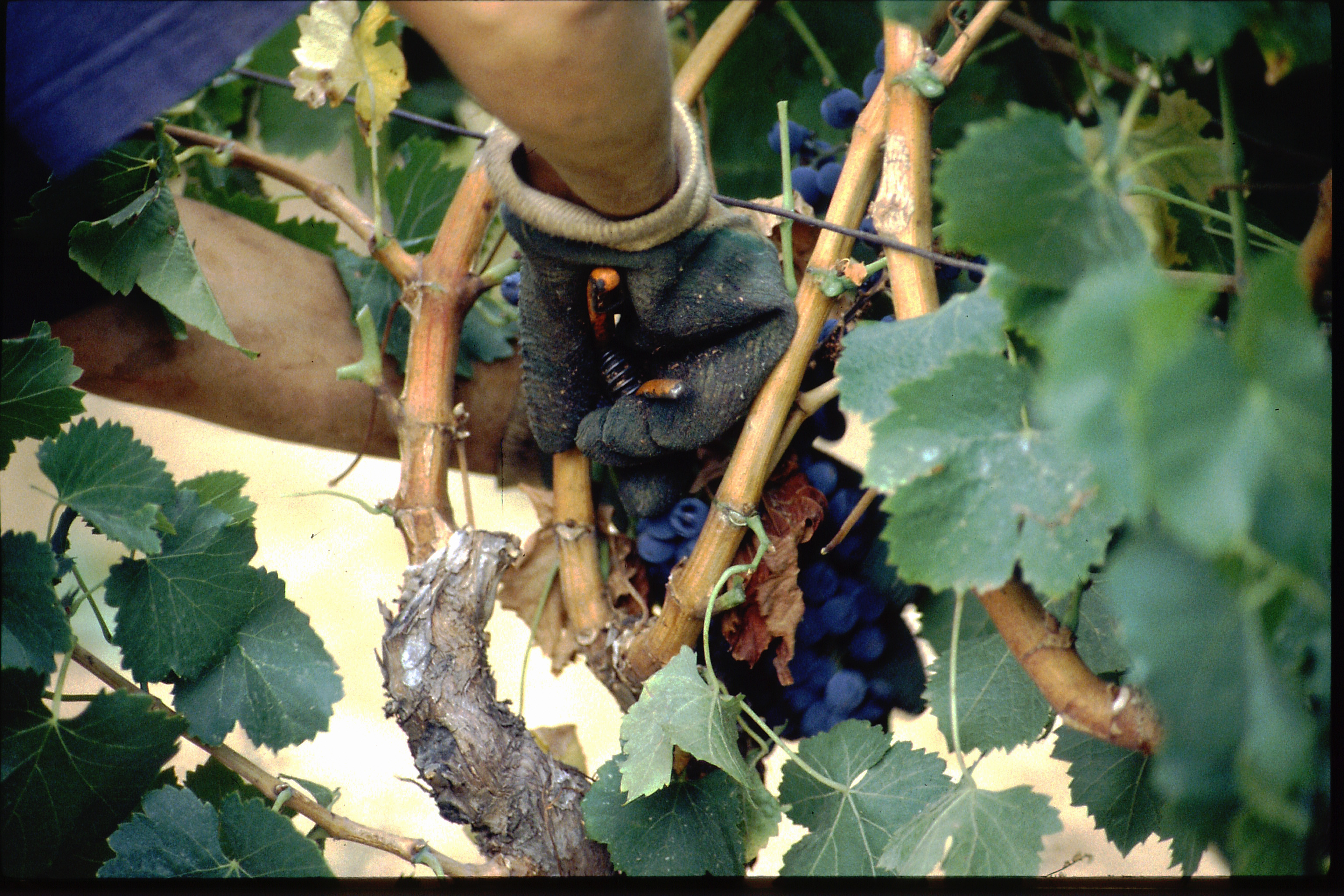 Les Vignerons de Collobrires : Un Hritage Viticole