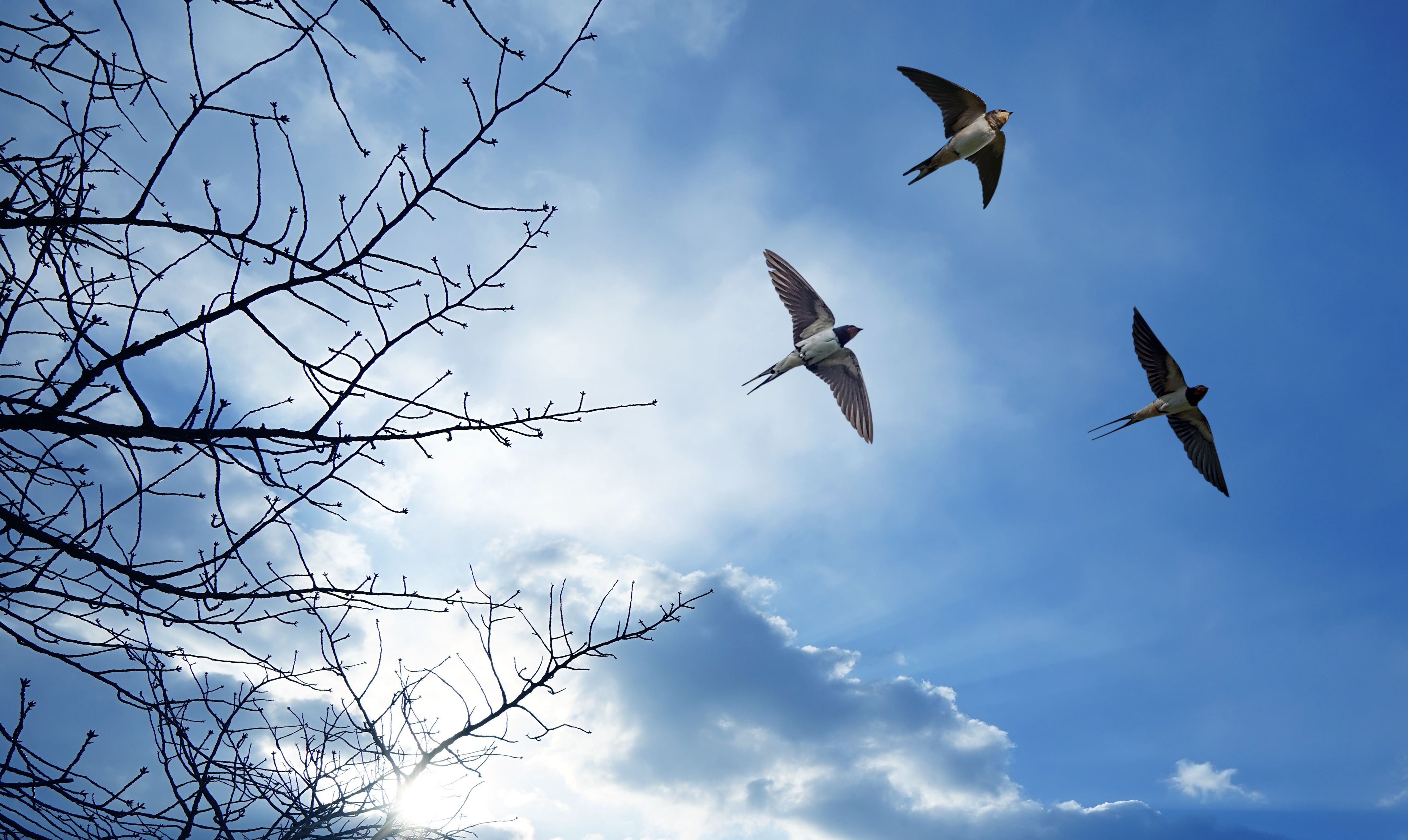 Sortie ornithologique : La migration des hirondelles