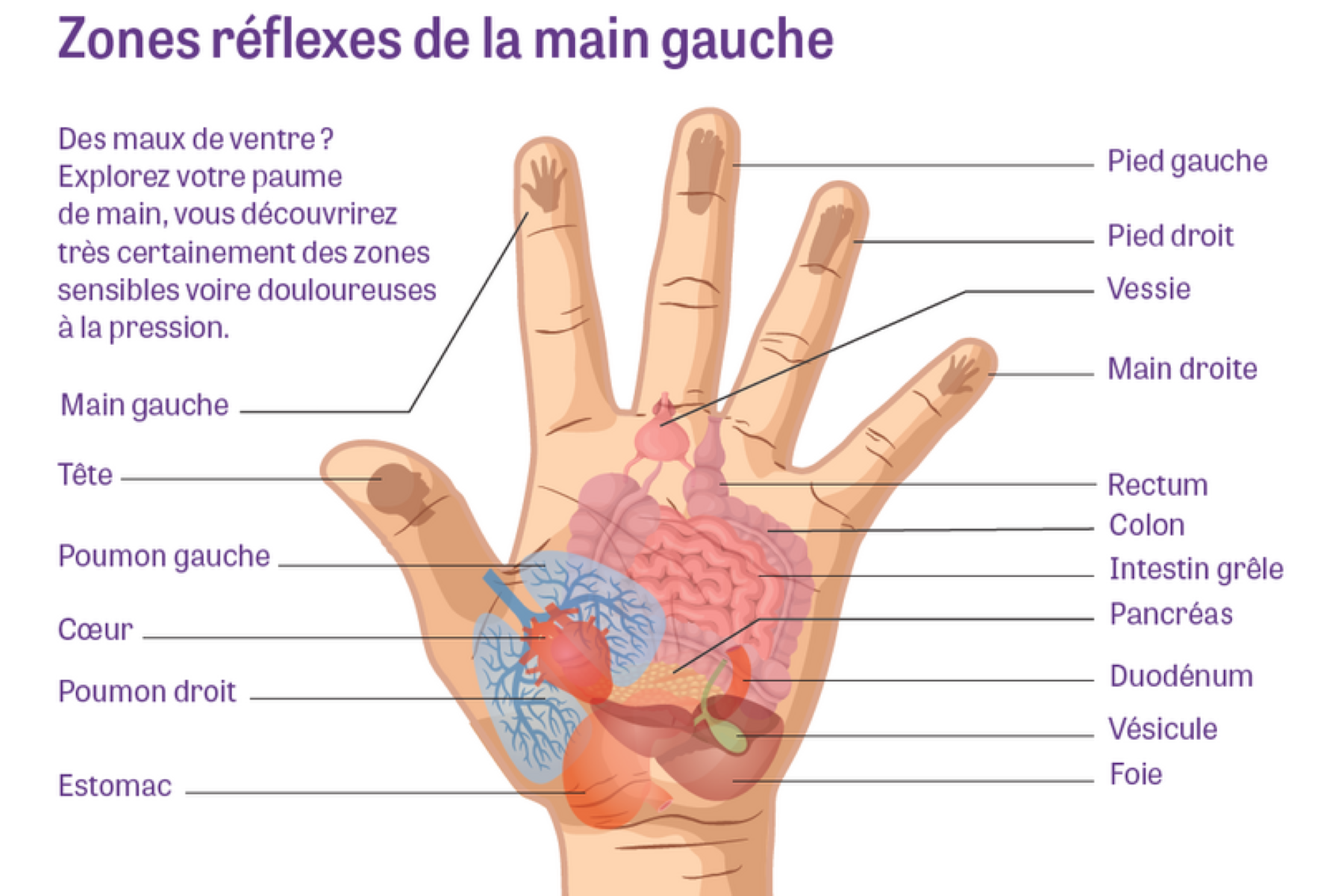 Atelier AFDC Reflexologie palmaire