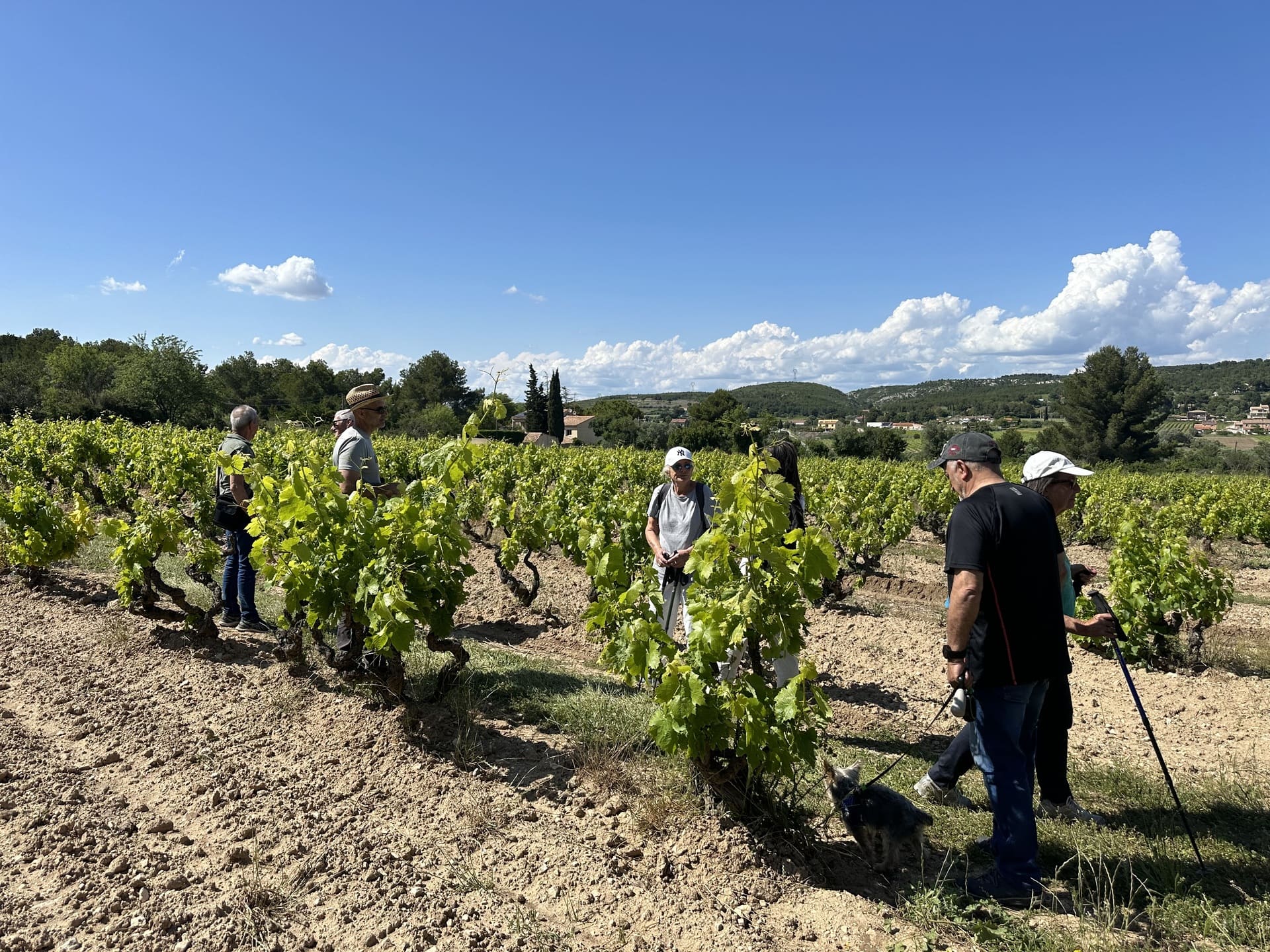 Balade vigneronne en Provence