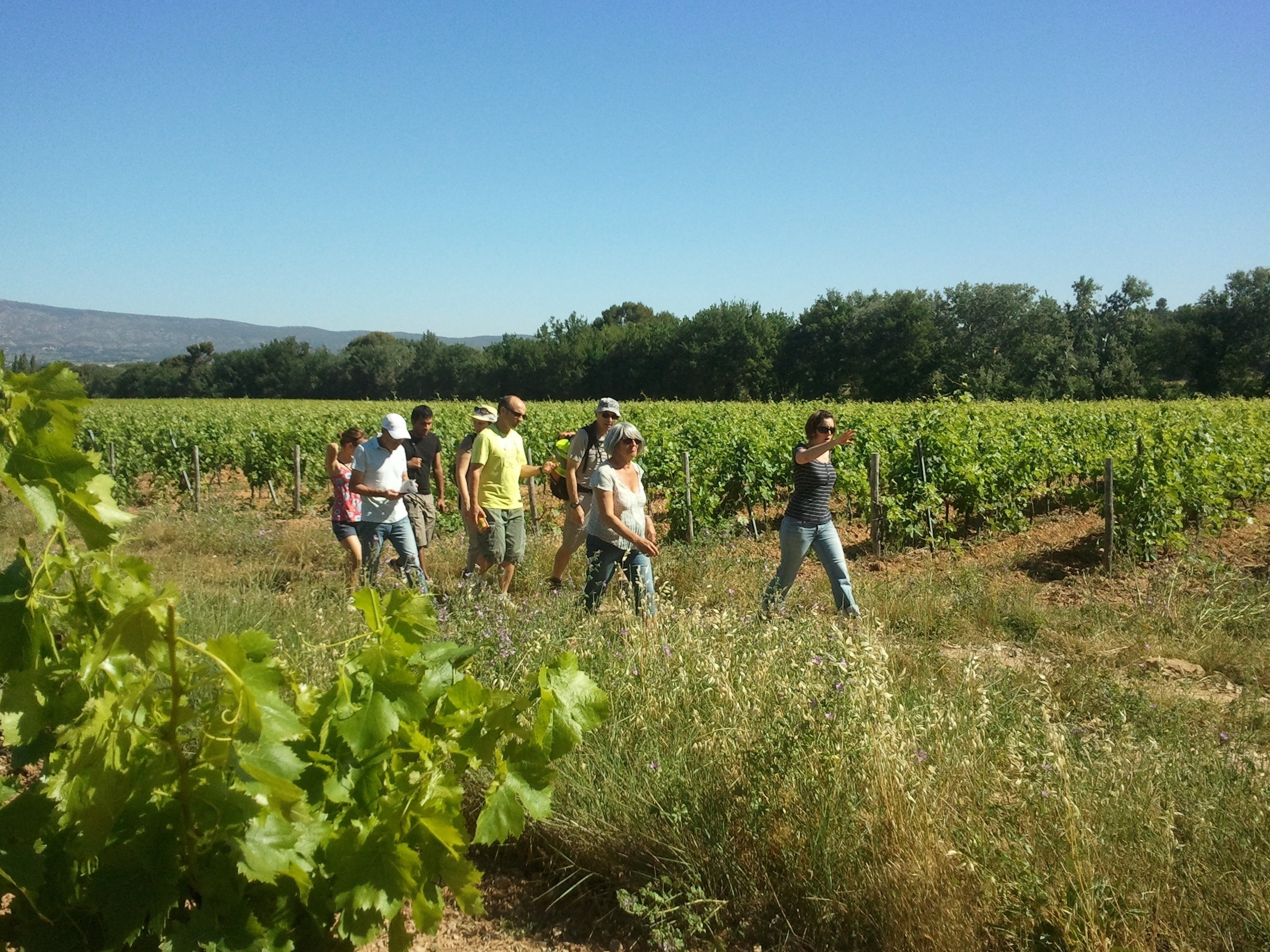 Balade Vigneronne en Provence