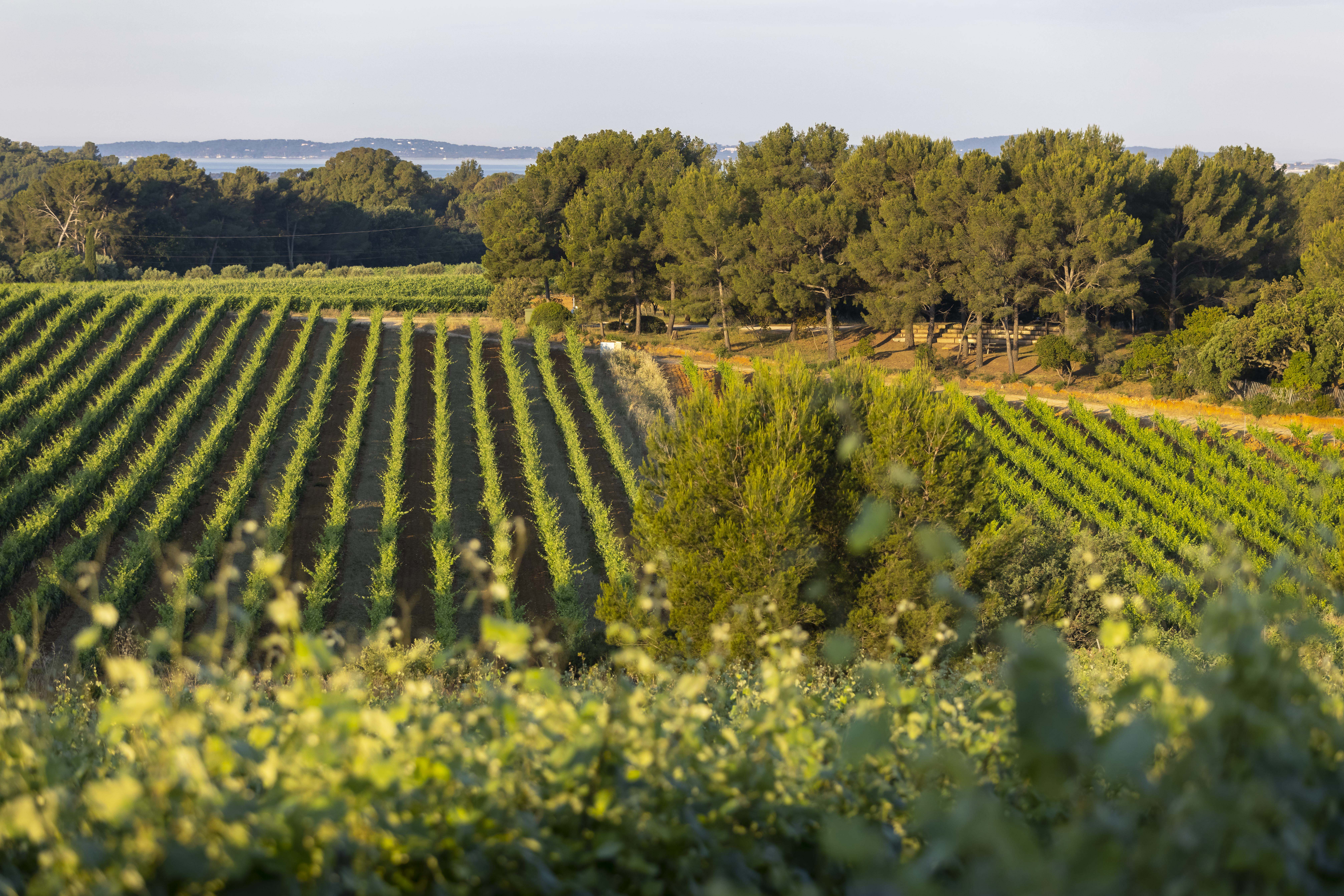Flnerie nologique  pied dans les vignes  Figuire