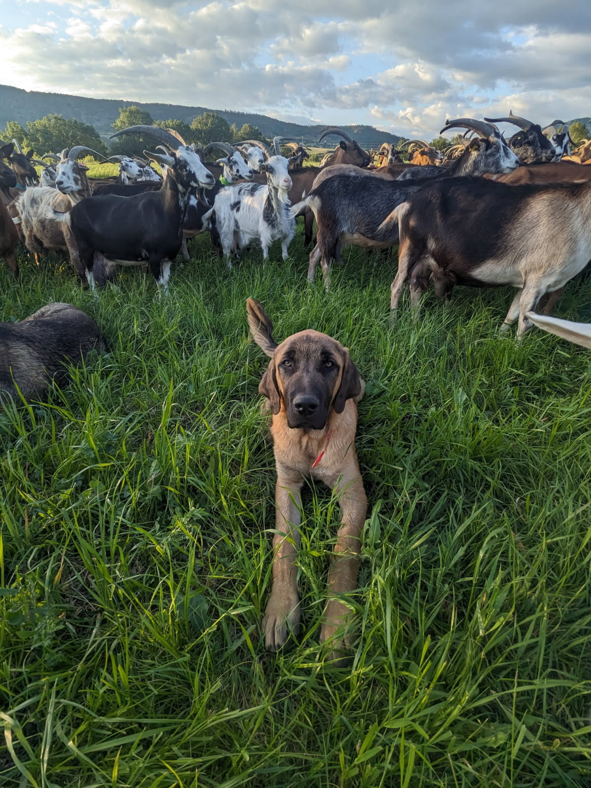 Visite  la ferme - GAEC du Petit Jabron