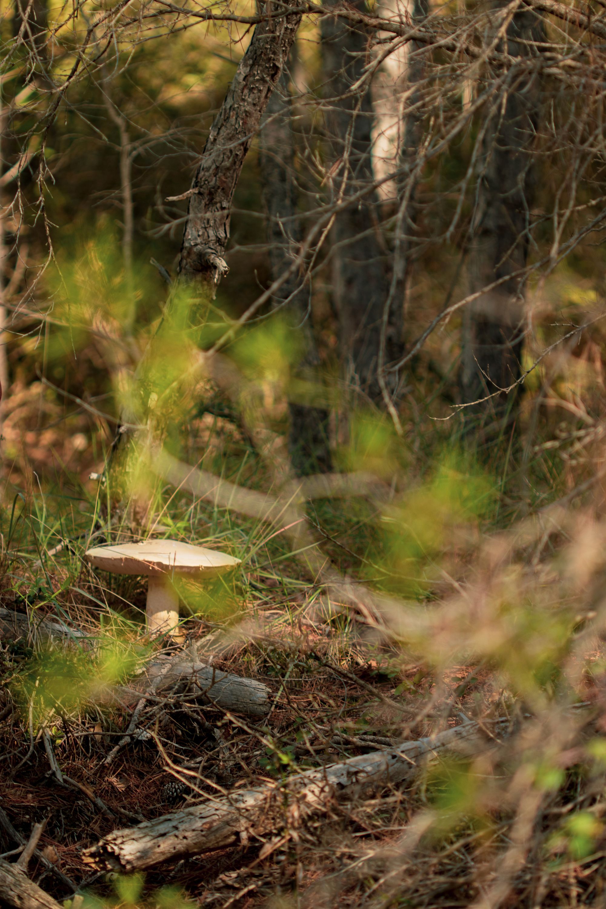 Les sorties Biodiv'ABC du Parc : Cueillette de champignons