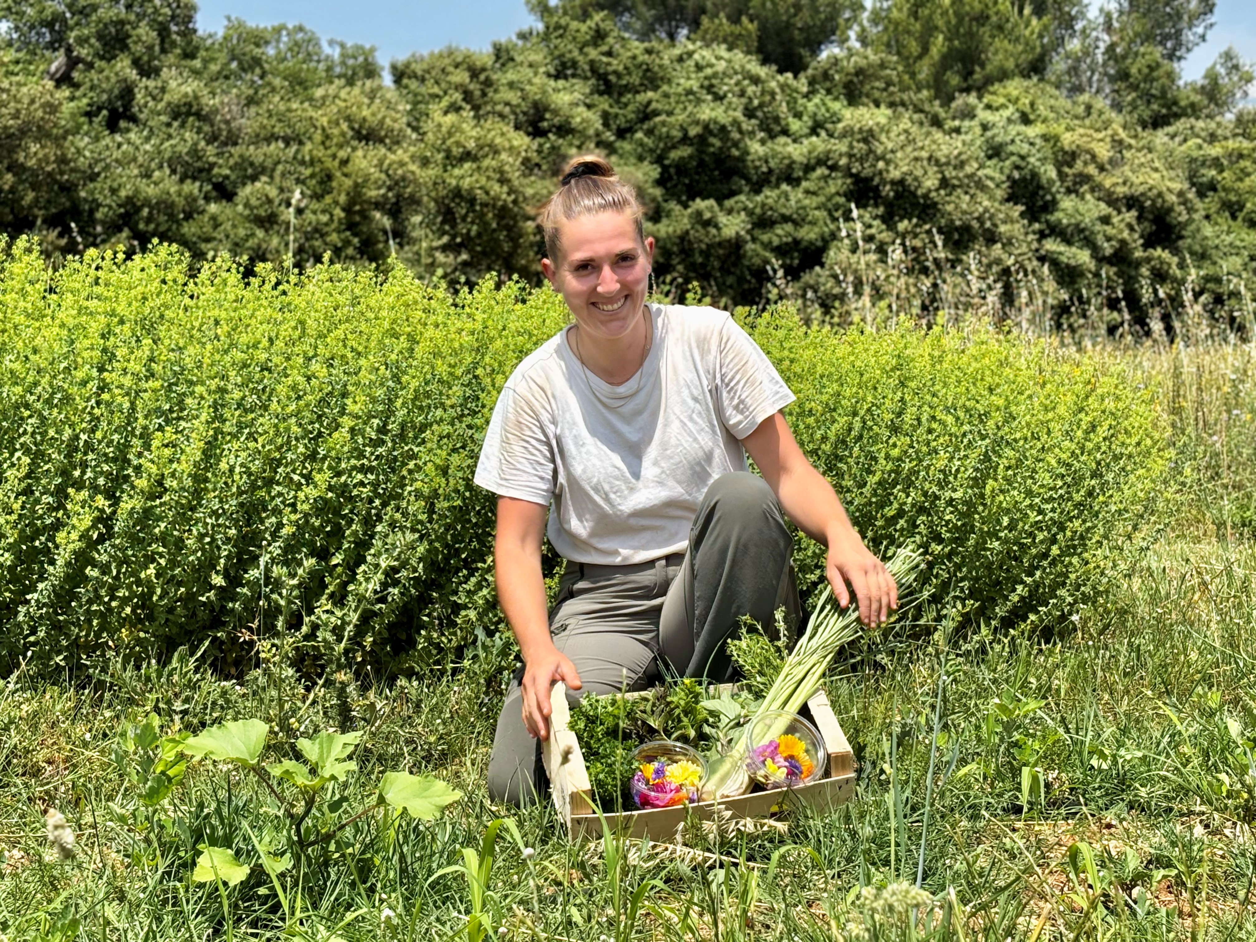 festival Ventoux Saveurs : Dcouverte et dgustation de plantes aromatiques et mdicinales