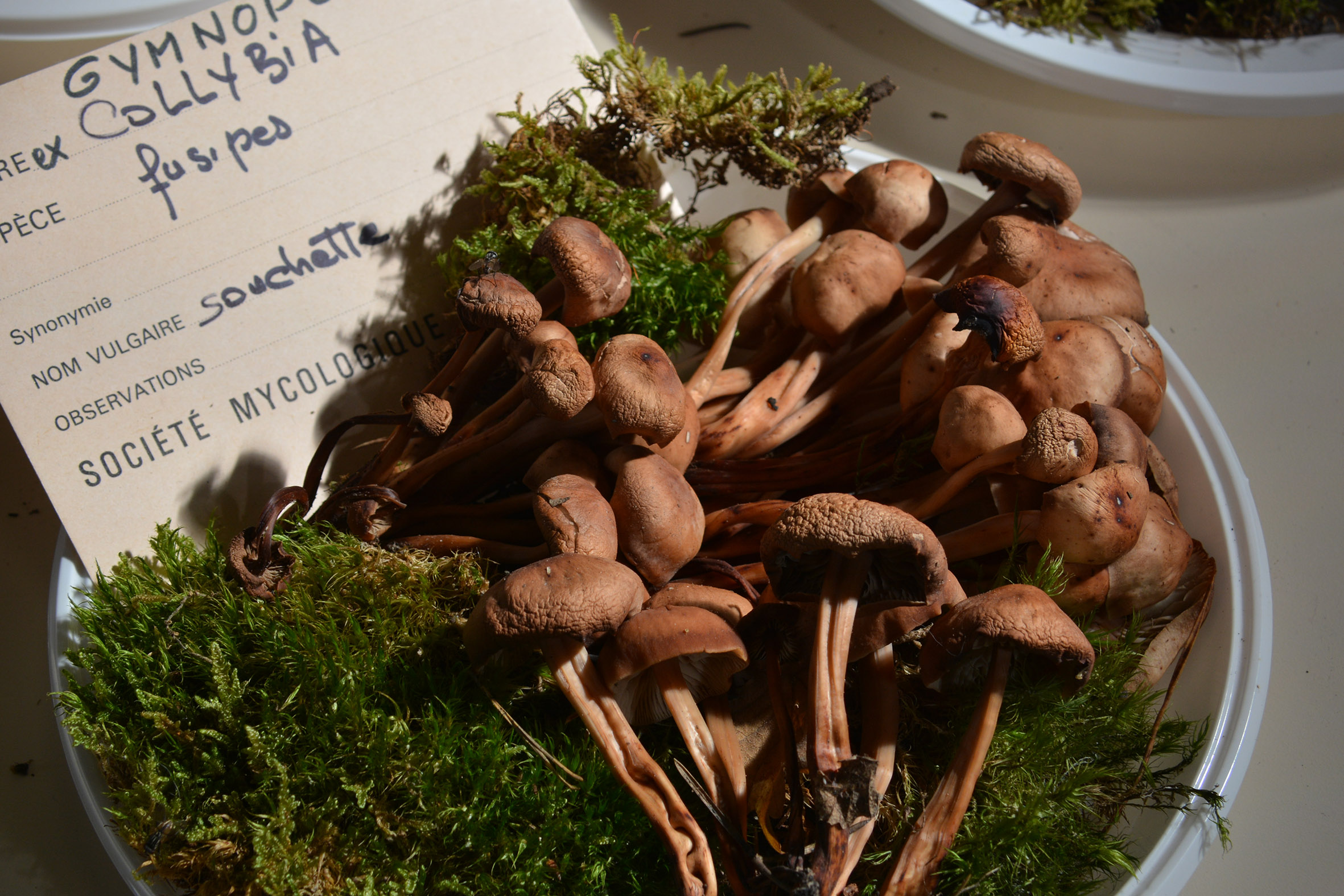 Sortie Biodiv'ABC :  Le monde frique des champignons