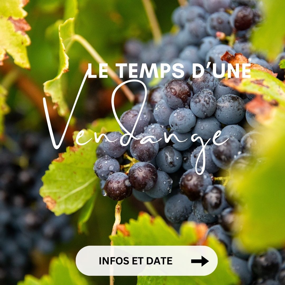 Le Temps d'une Vendange