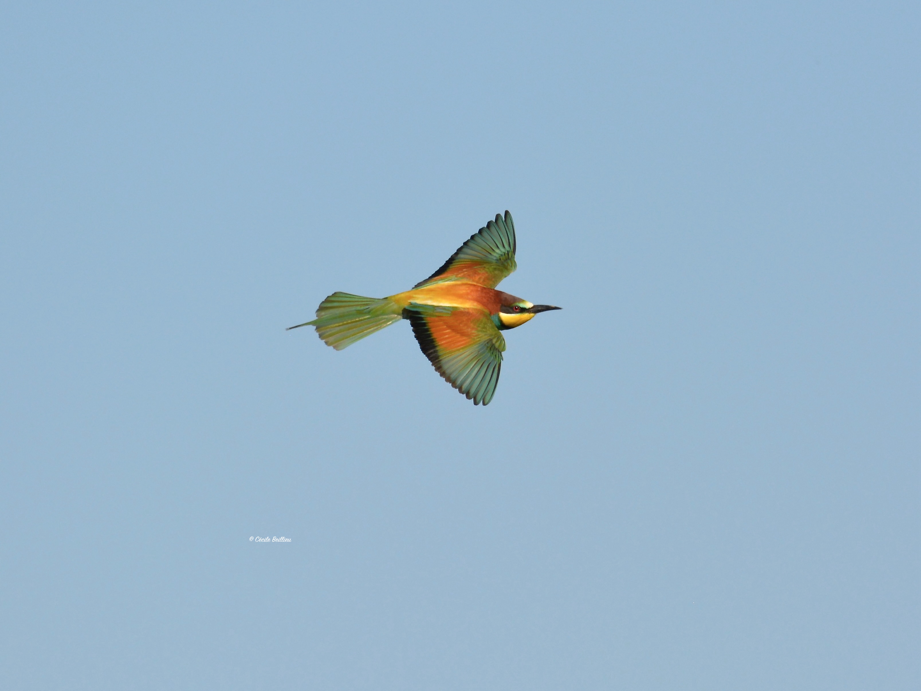 Sortie ornithologique : L'oiseau papillon