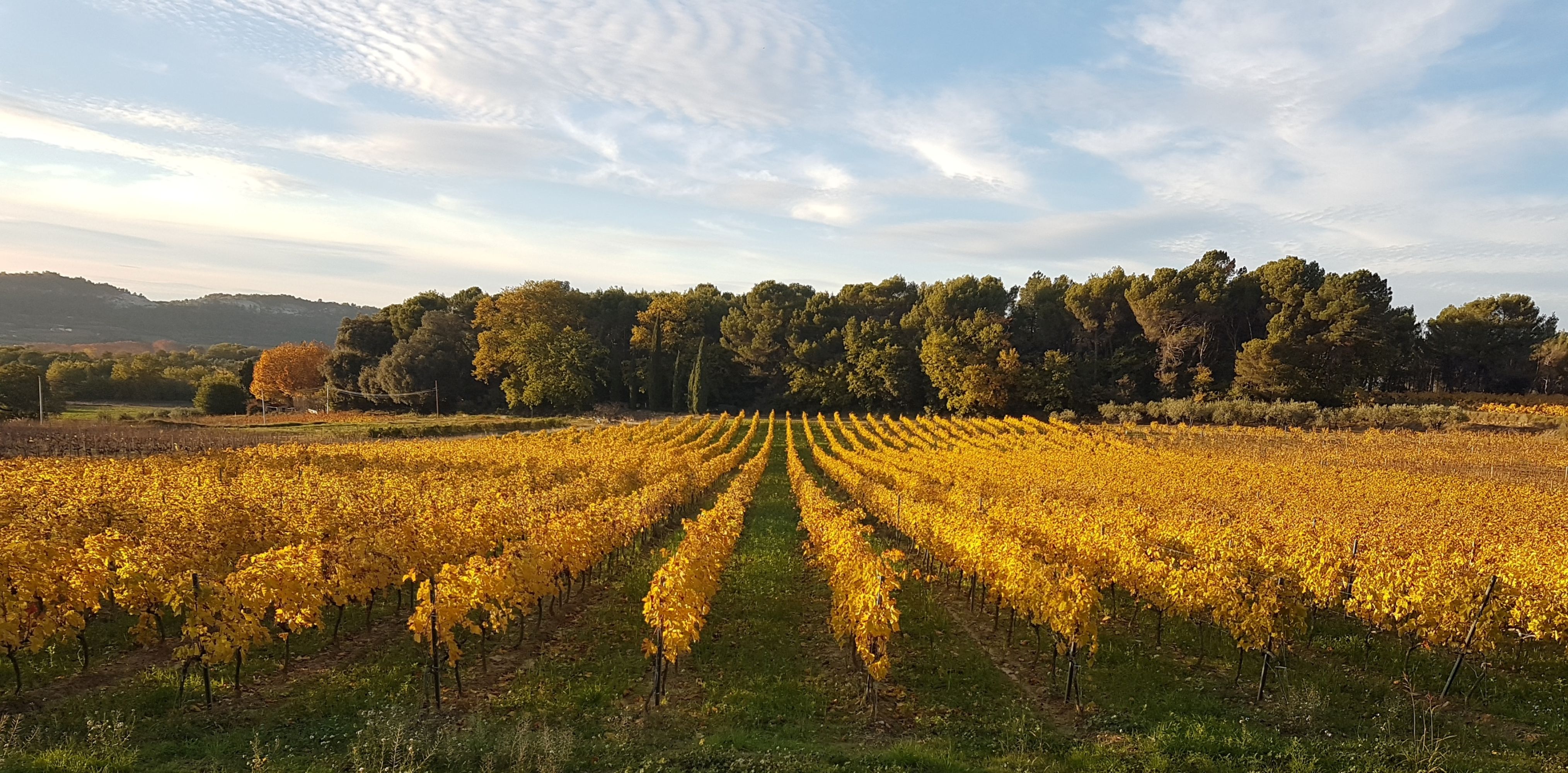 Festival Ventoux Saveurs : Escape Wine du Ventoux