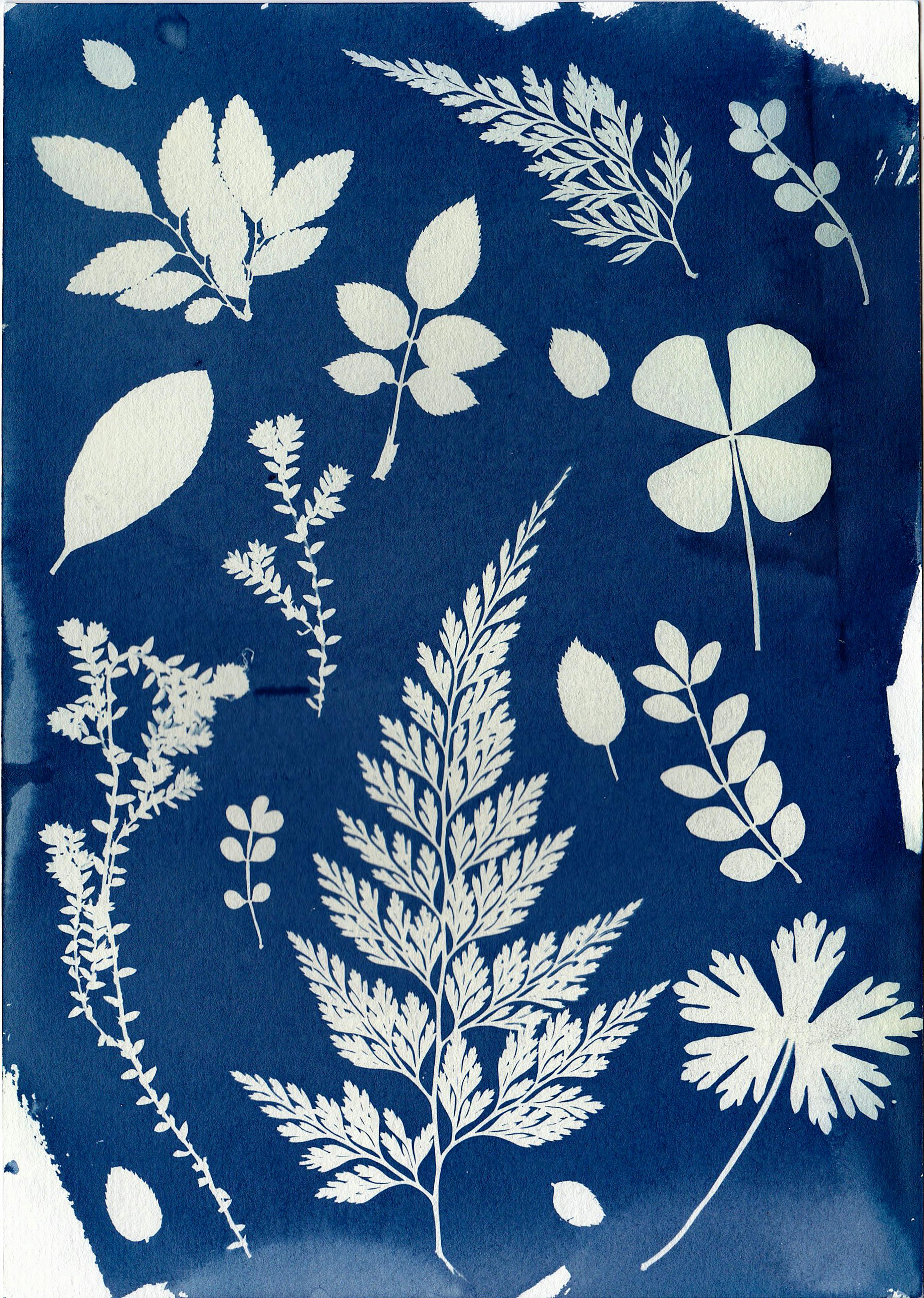 Ateliers cyanotype botanique au muse !