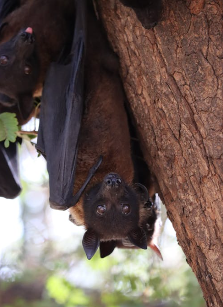 Des chauves-souris et des hommes