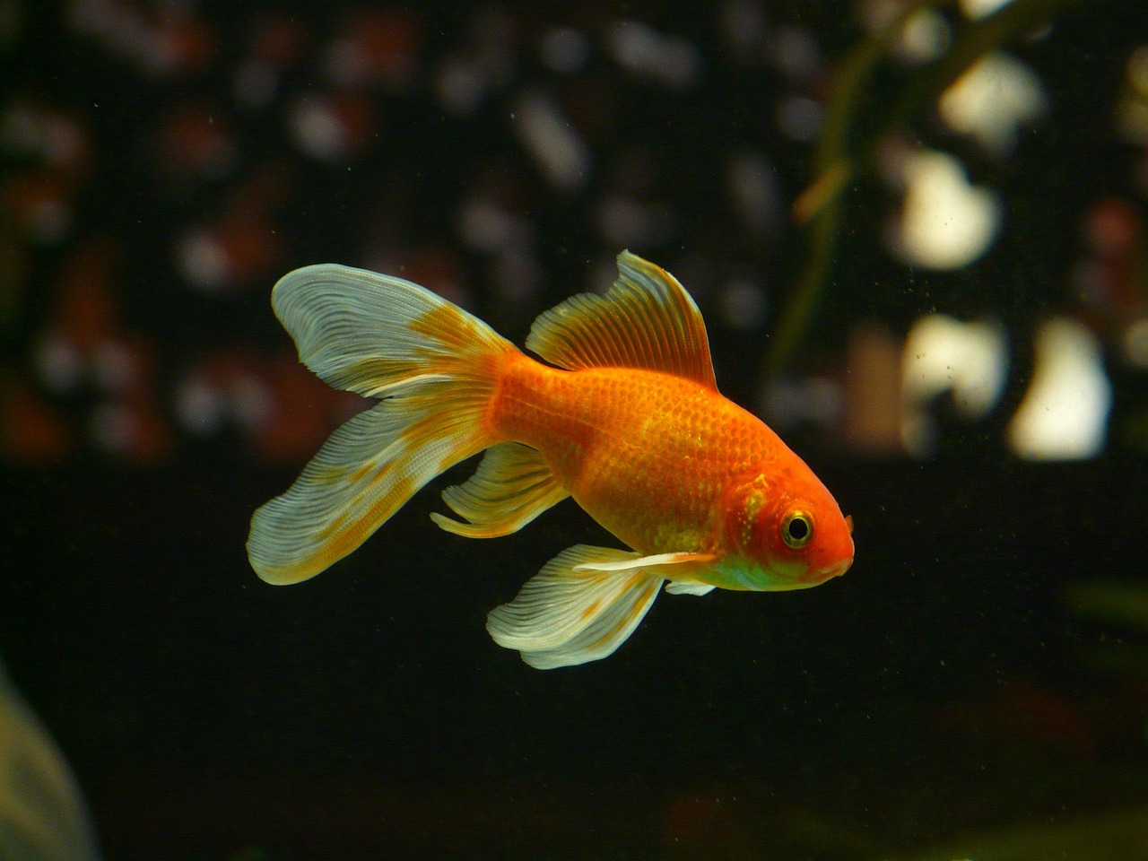 Diffusions au Micro-Folie - Les poissons pas si btes ?
