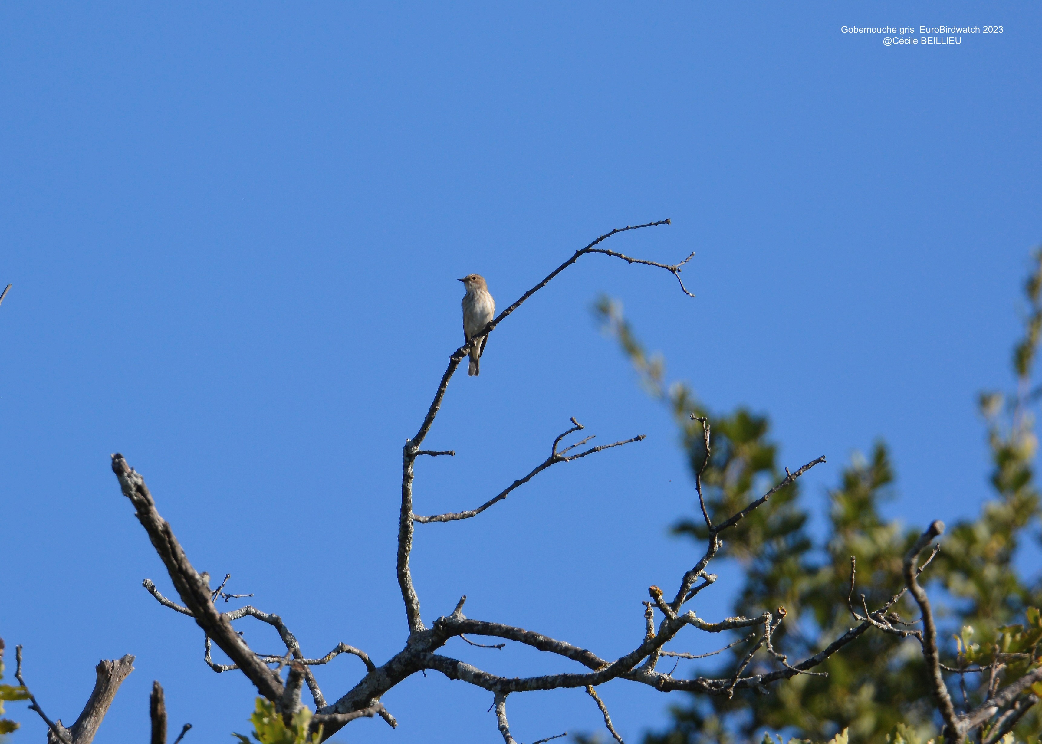 Observation d'oiseaux migrateurs - EuroBirdwatch 2025