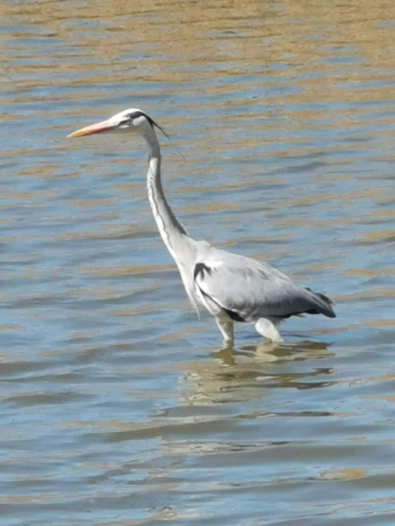 Sortie d'observation d'oiseaux, mais pas que ...