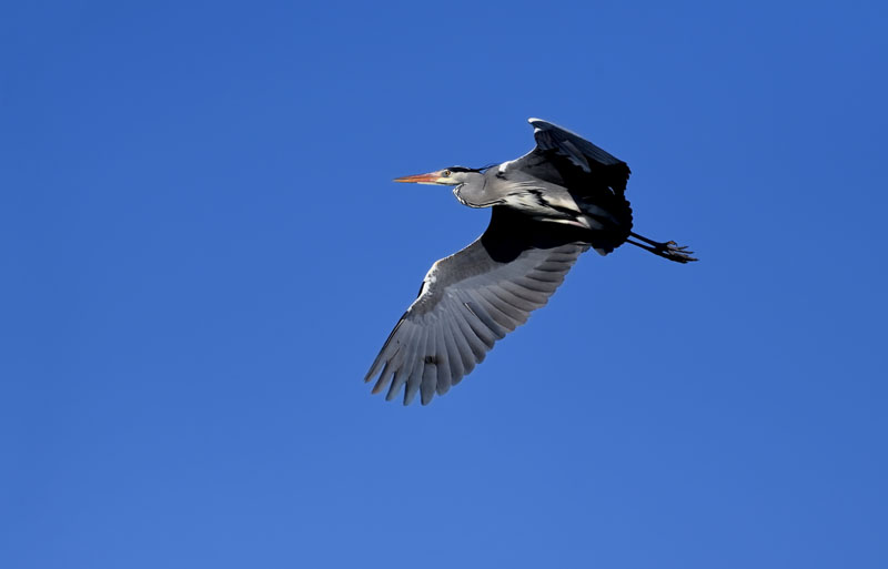 Sortie d'observation d'oiseaux