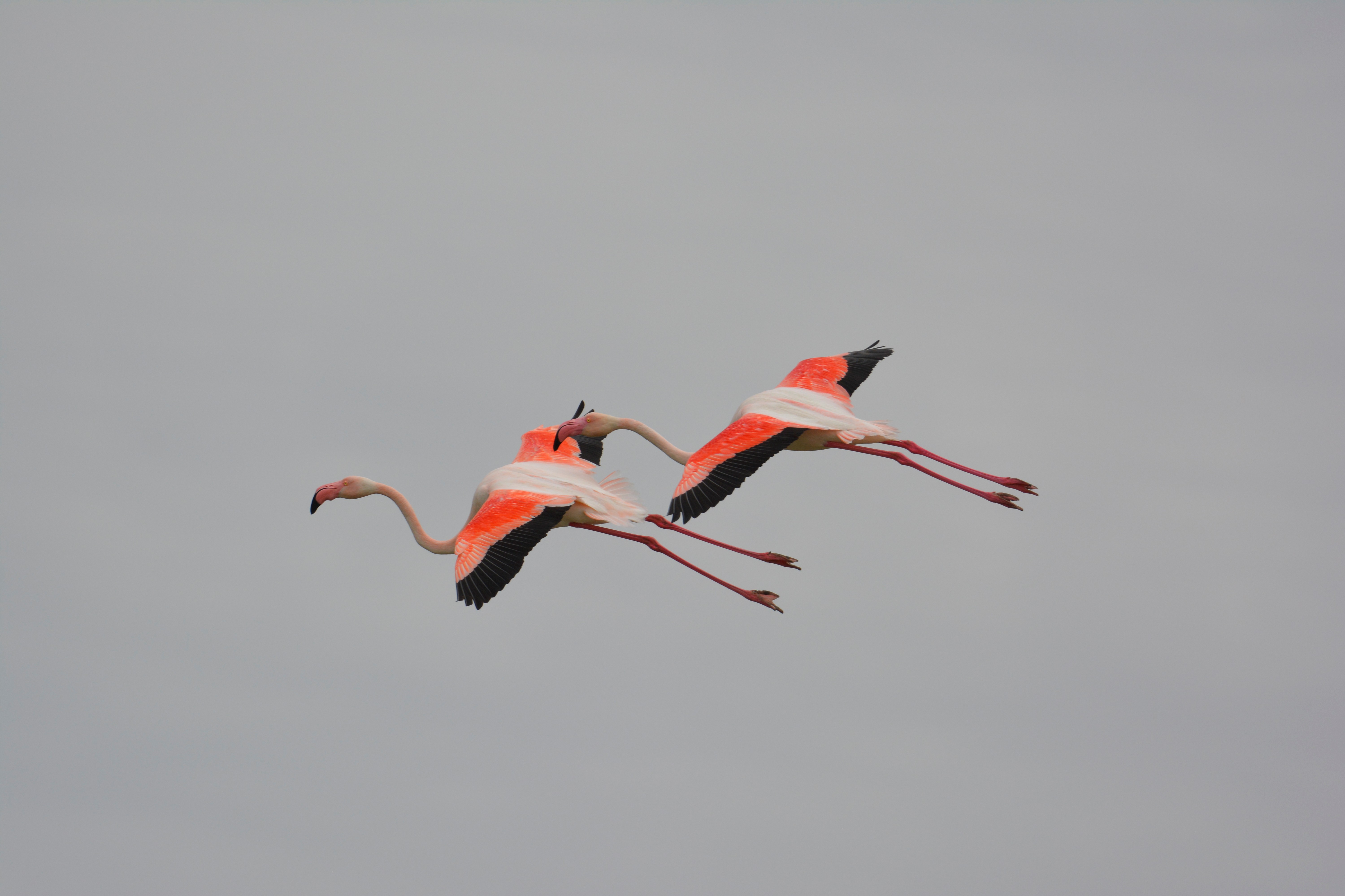 Le couple est-il la norme chez les animaux ?