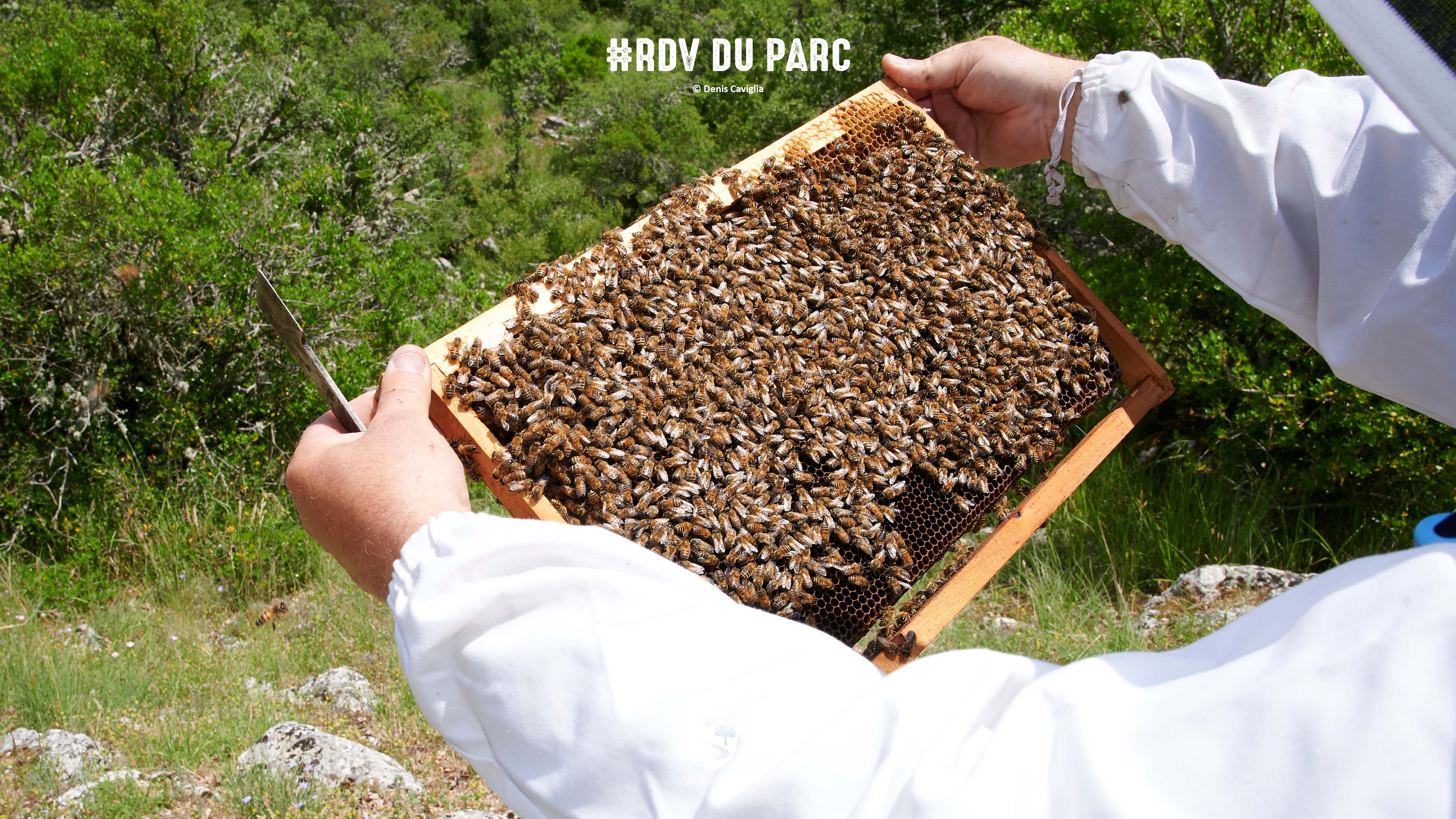 Le miel de A  Z #RDVduParc