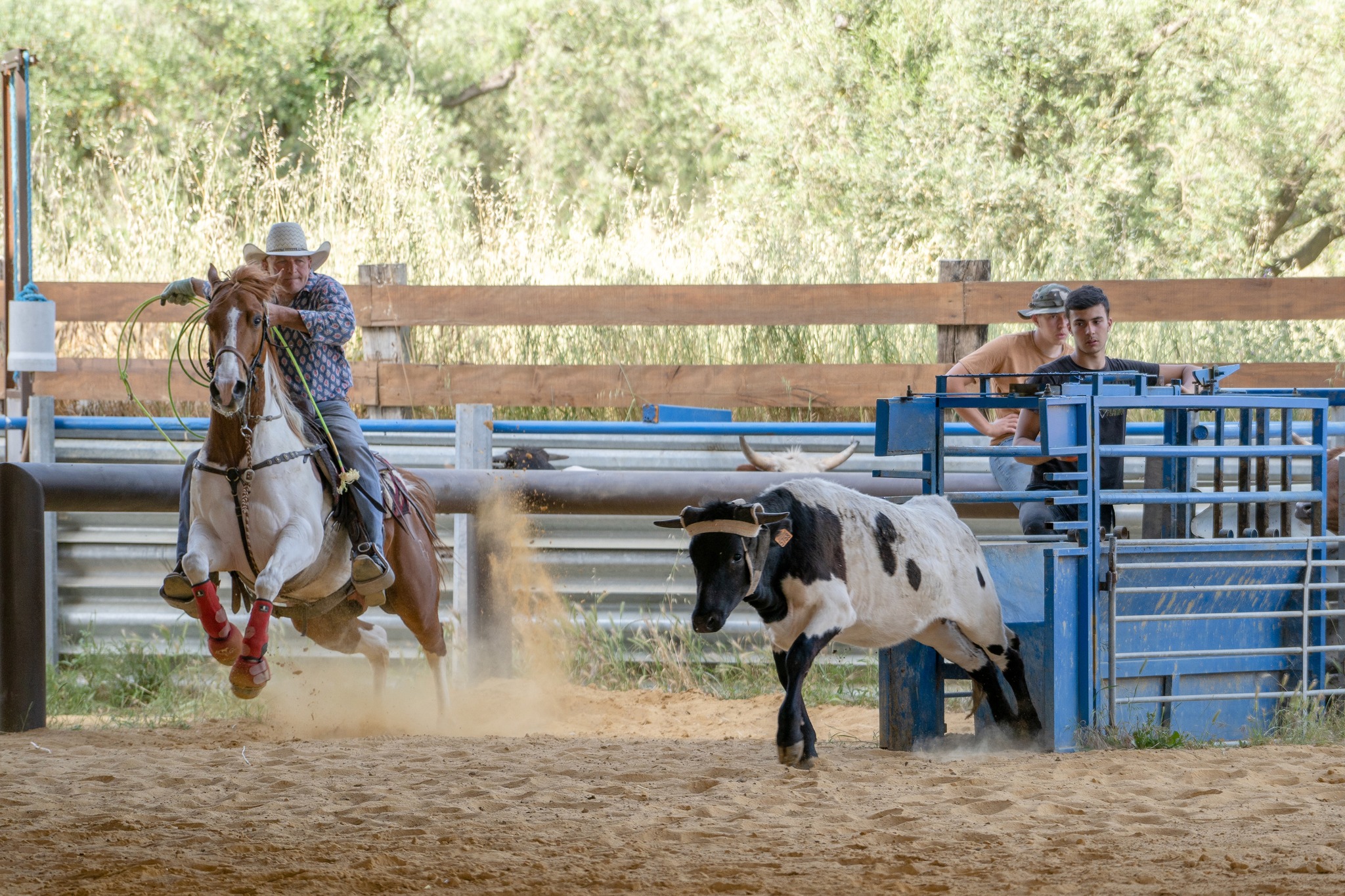 Championnat Team Roping aux Ecuries du Petit Roman