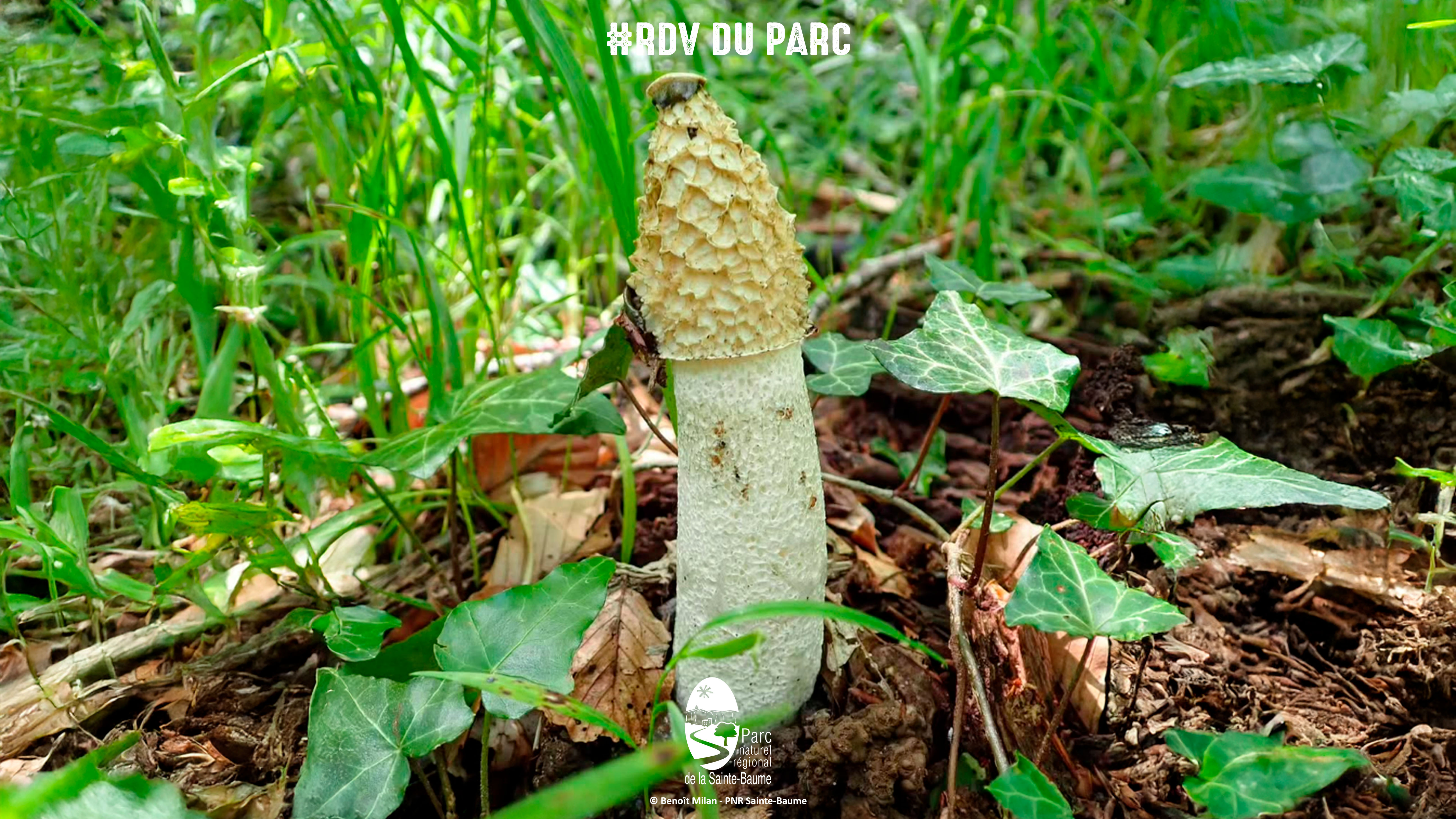 Trsors fongiques :  la dcouverte des champignons d'automne #RDVduParc