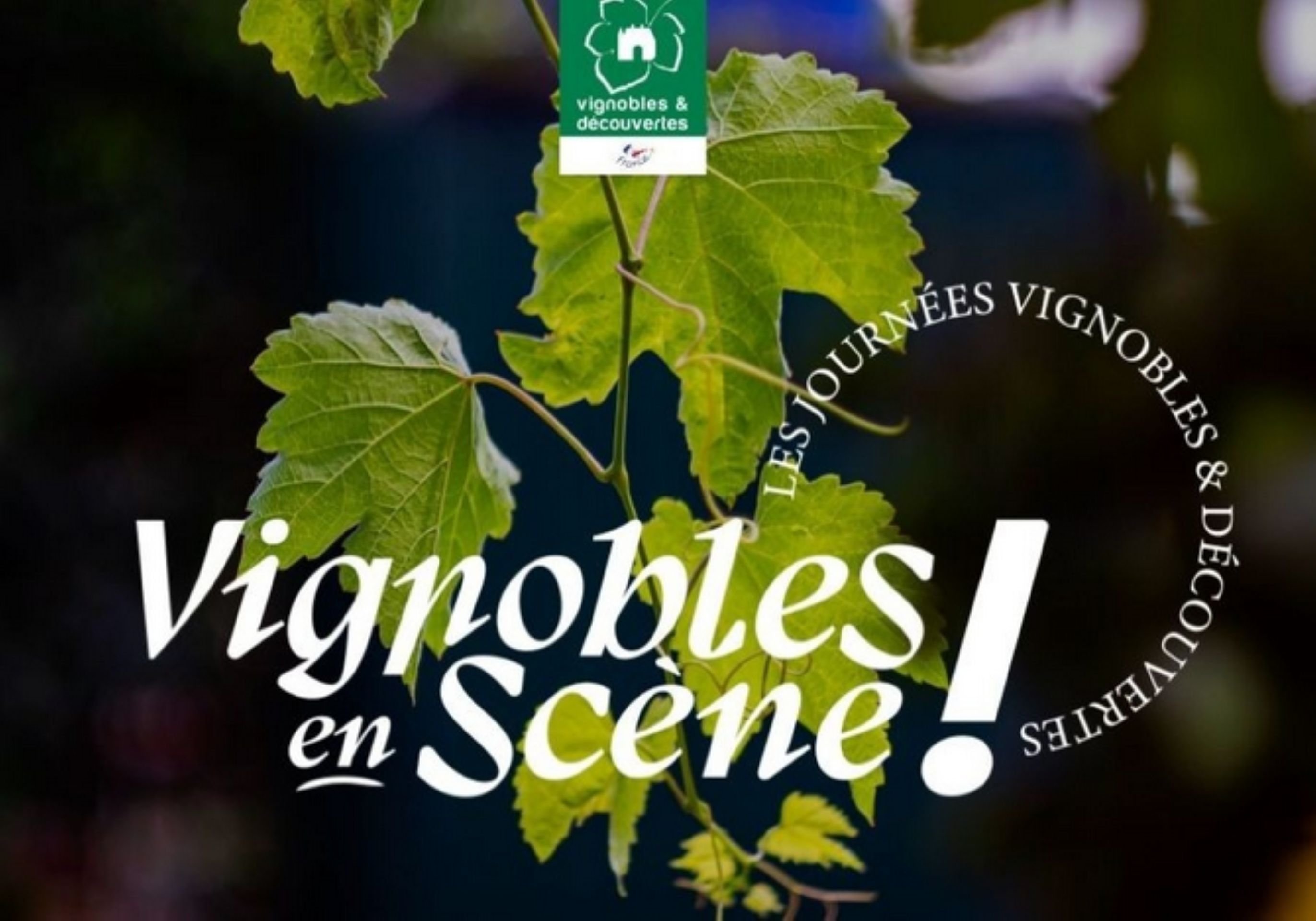 Vignobles en scne - Domaine de la Courtade