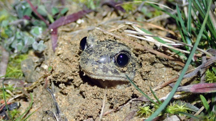 a passe ou a coasse ! Protgeons les amphibiens !