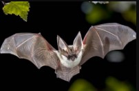 Chauves-Souris & Hirondelles - Dcouverte des mammifres nocturnes et des oiseaux