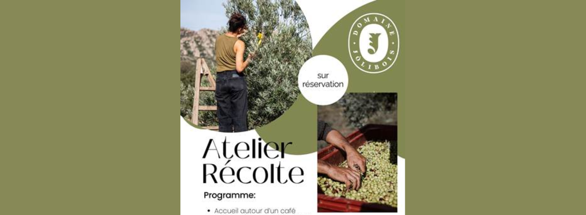 Atelier rcolte d'olives au domaine Jlibois