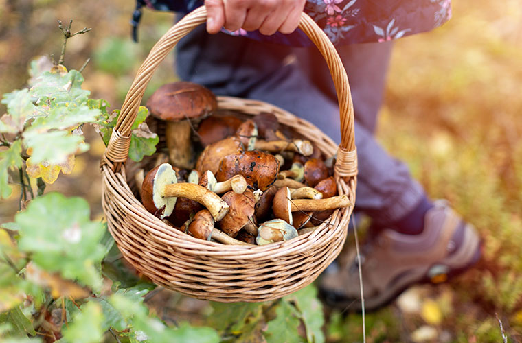 Journe du Champignon au Jardin remarquable de Baudouvin