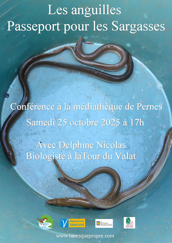 Confrence : Les Anguilles : Passeport pour les Sargasses !