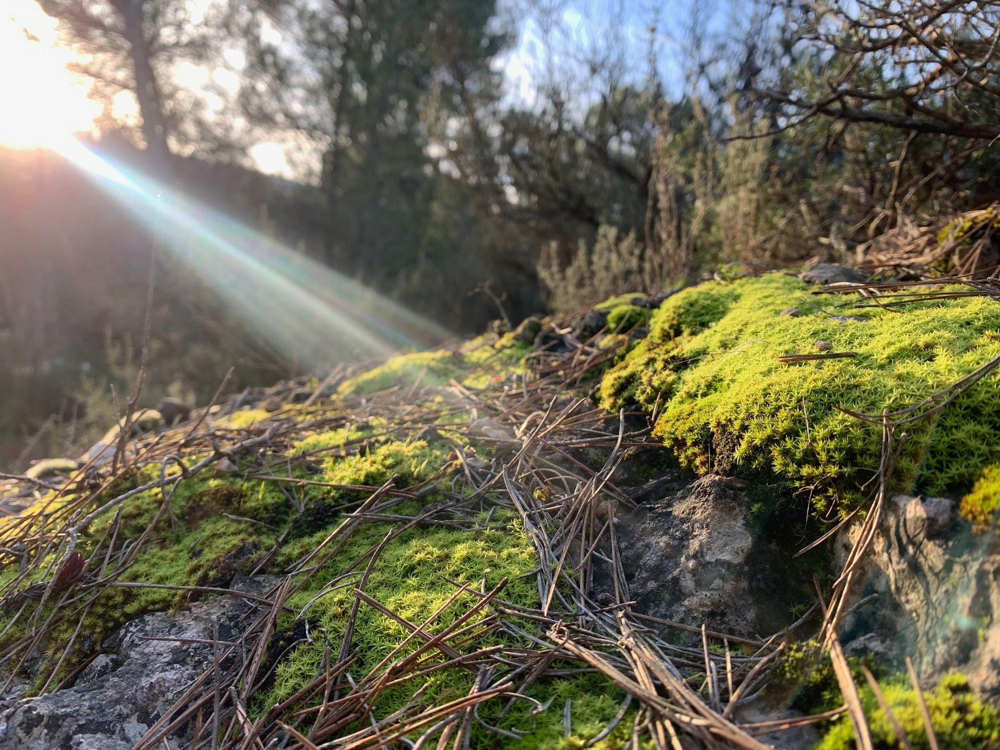 Premiers pas  la dcouverte des Bryophytes