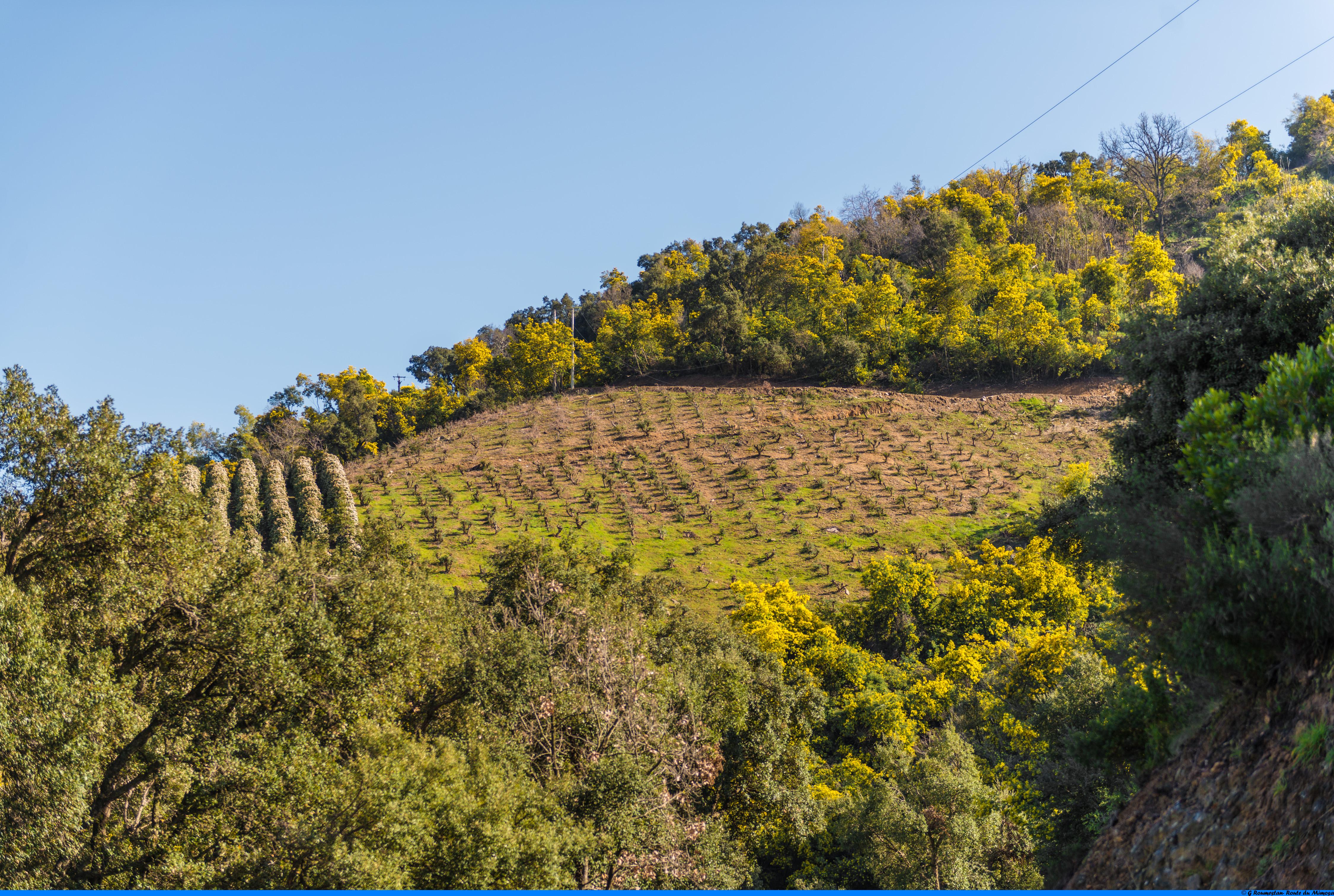 Le mimosa et ses compagnons de Tanneron- balade guide