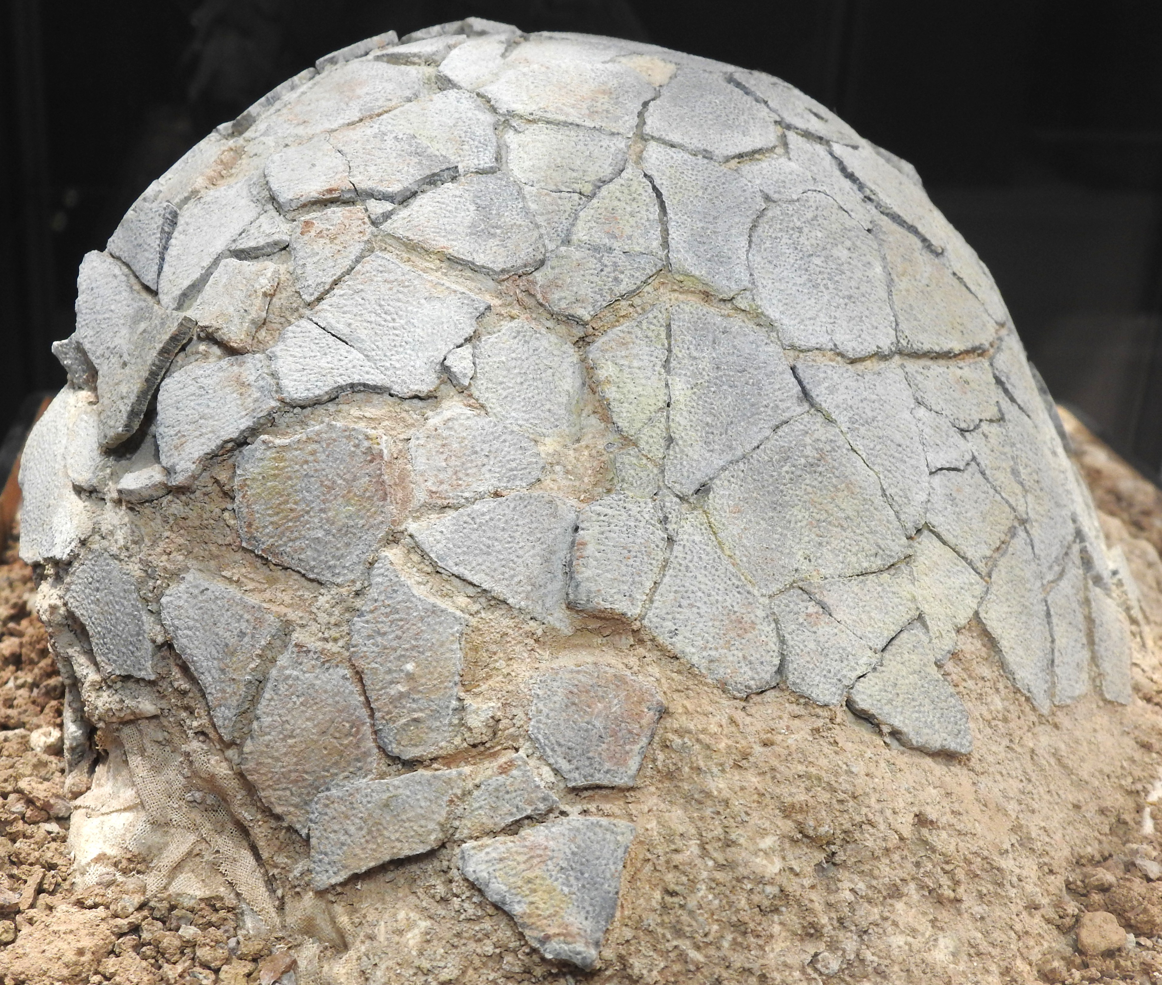 Visite commente au Muse de Prhistoire rgionale de Menton