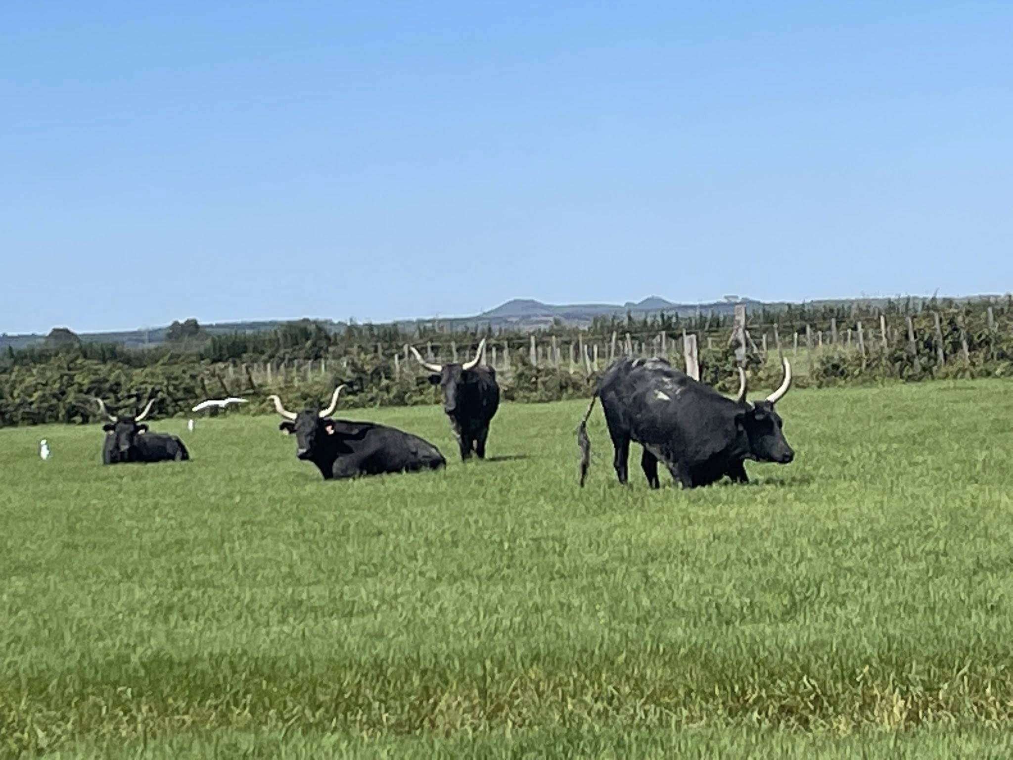 Dcouverte de la manade du juge
