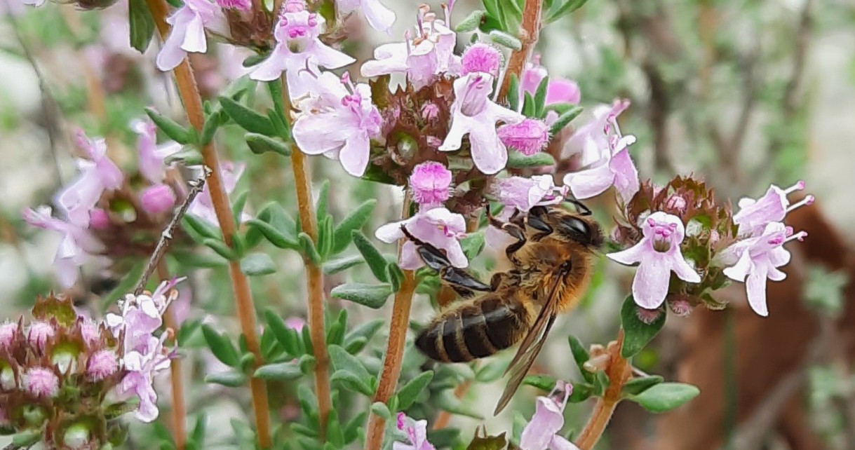 Visite guide de la Miellerie du Paroy
