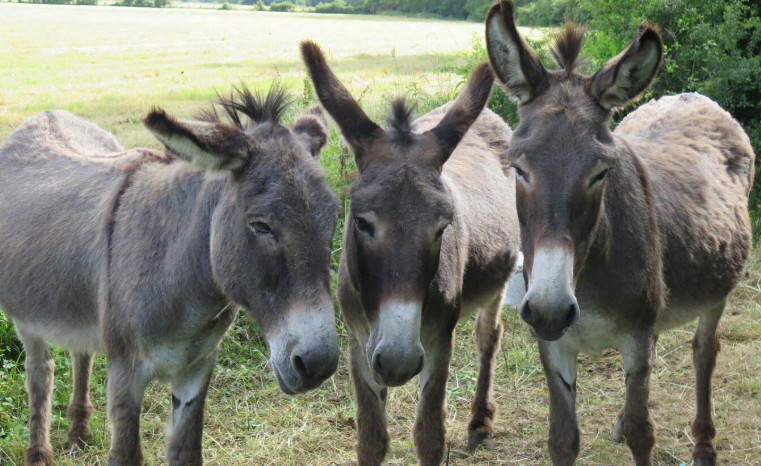 Les balades  dos dnes