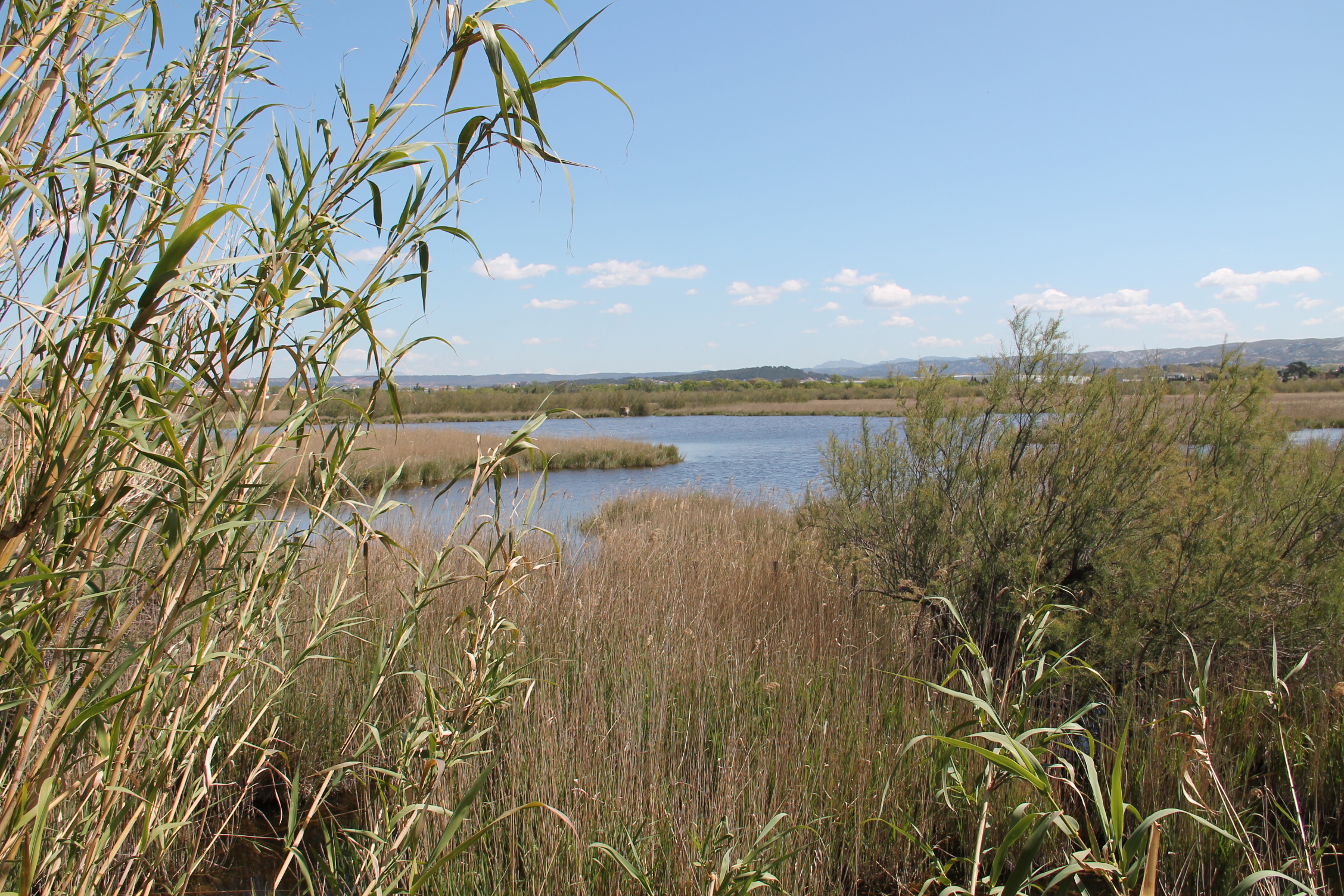 Randonne commente : La petite Camargue marignanaise