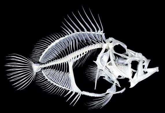 Dcouverte du mtier dOstologue