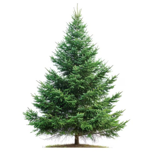 Pourquoi les conifres sont-ils les stars de lhiver ?