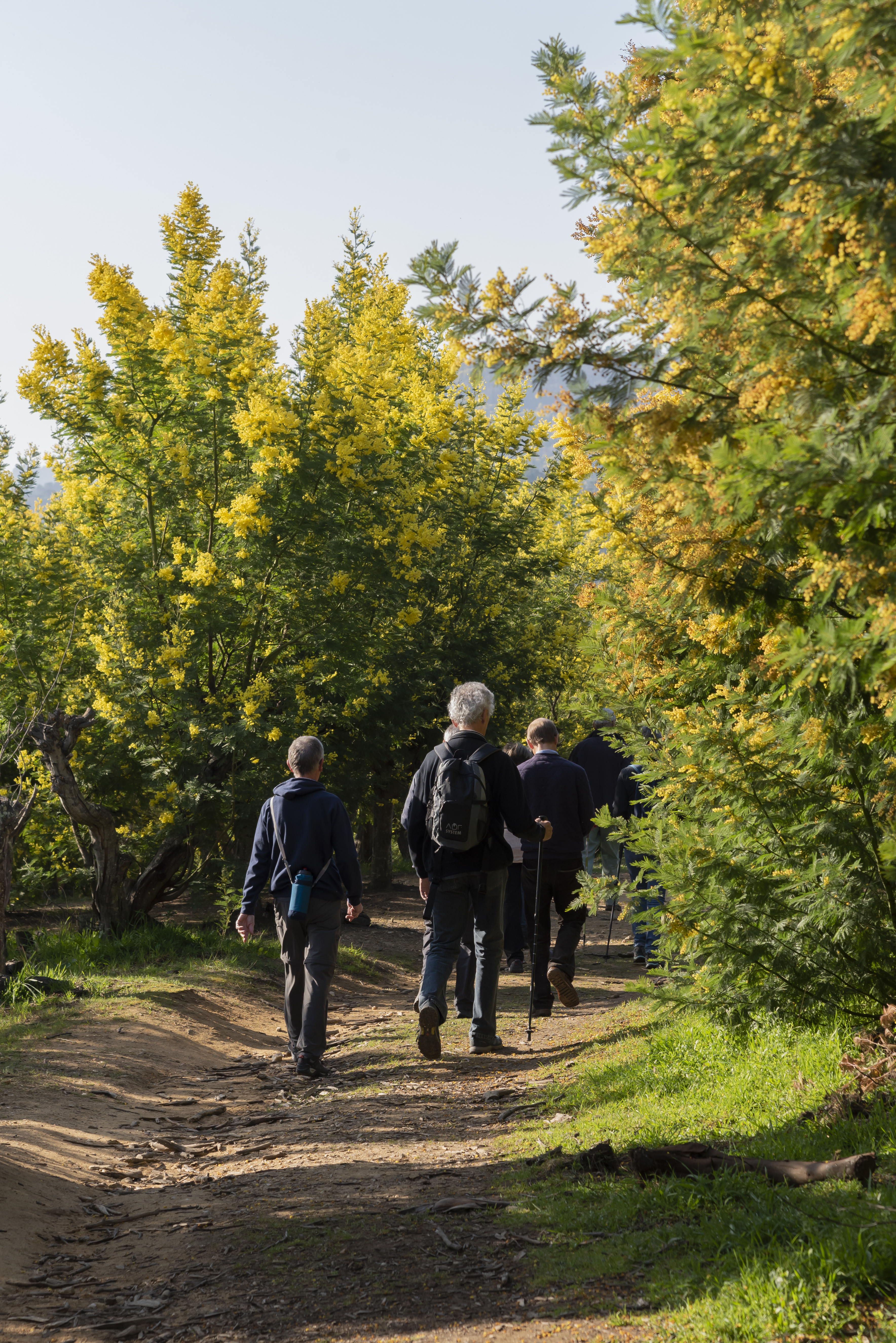 Le mimosa et ses compagnons de Tanneron- balade guide