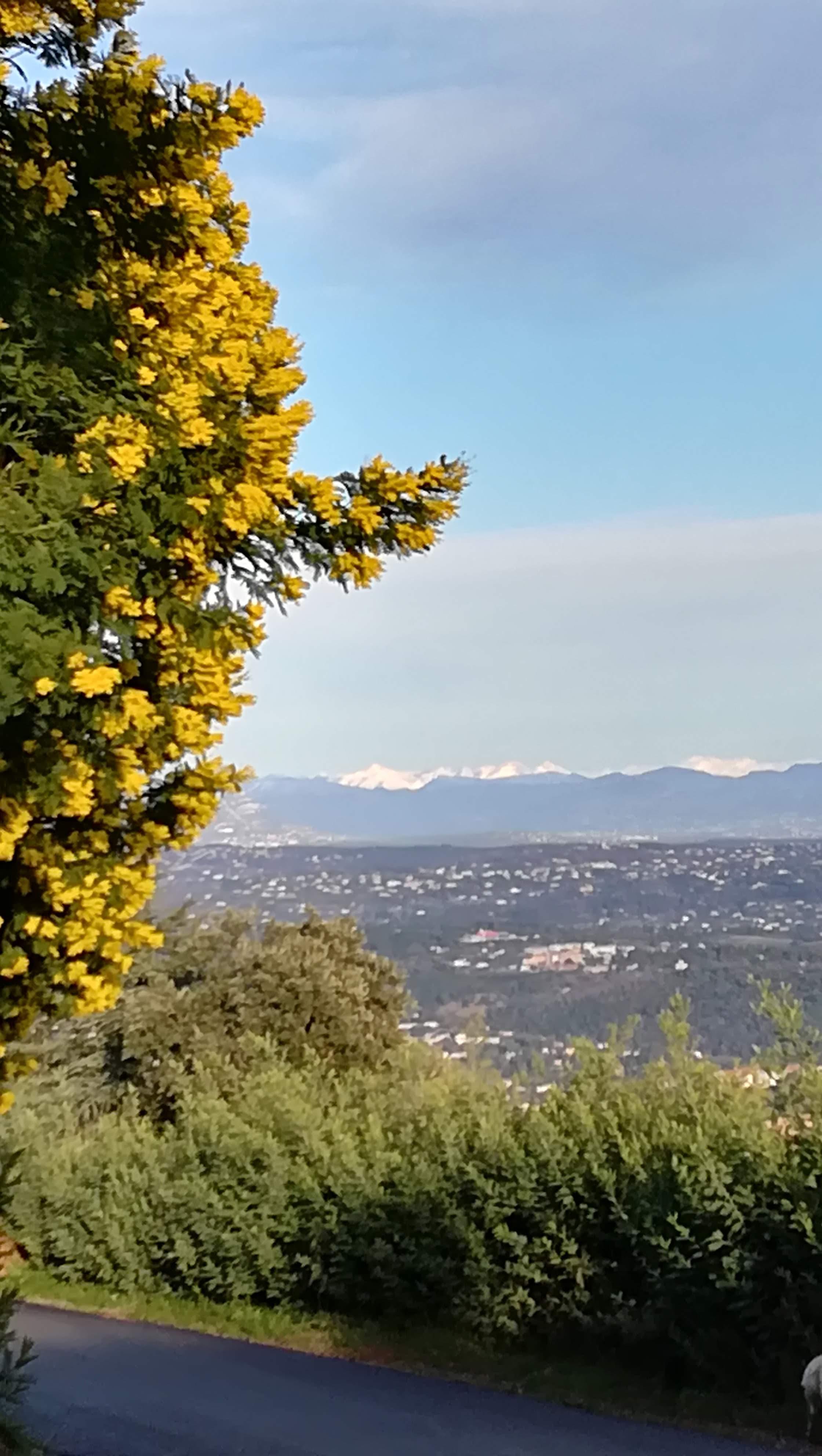 Le mimosa et ses compagnons de Tanneron- balade guide