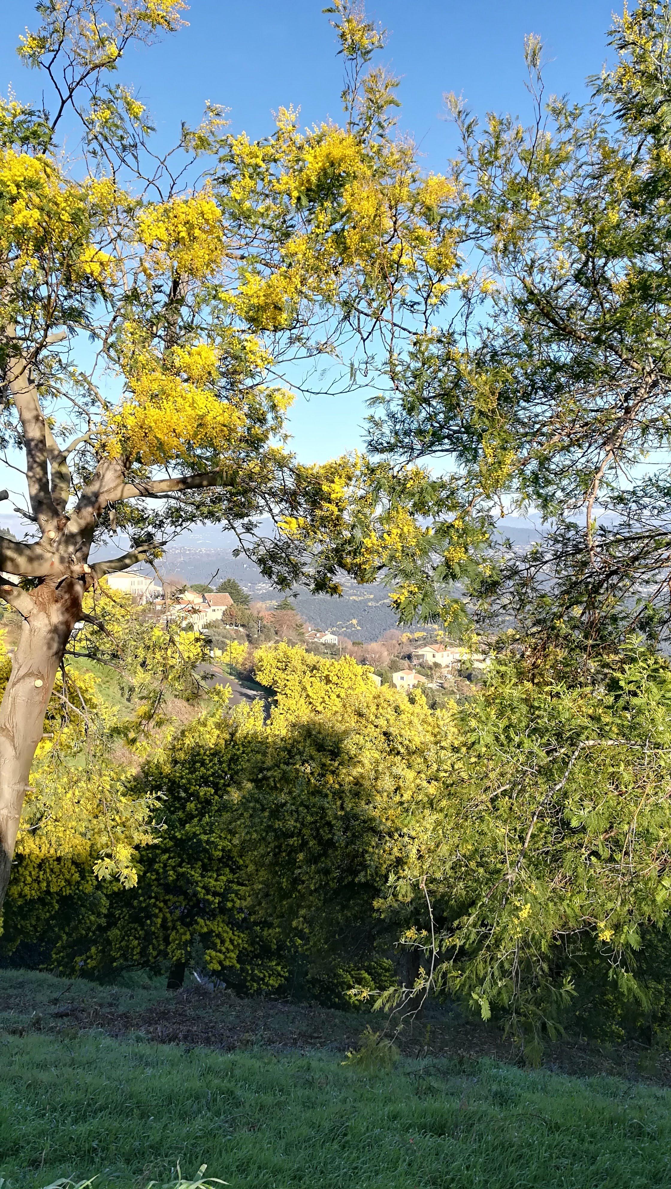 Le mimosa et ses compagnons de Tanneron- balade guide