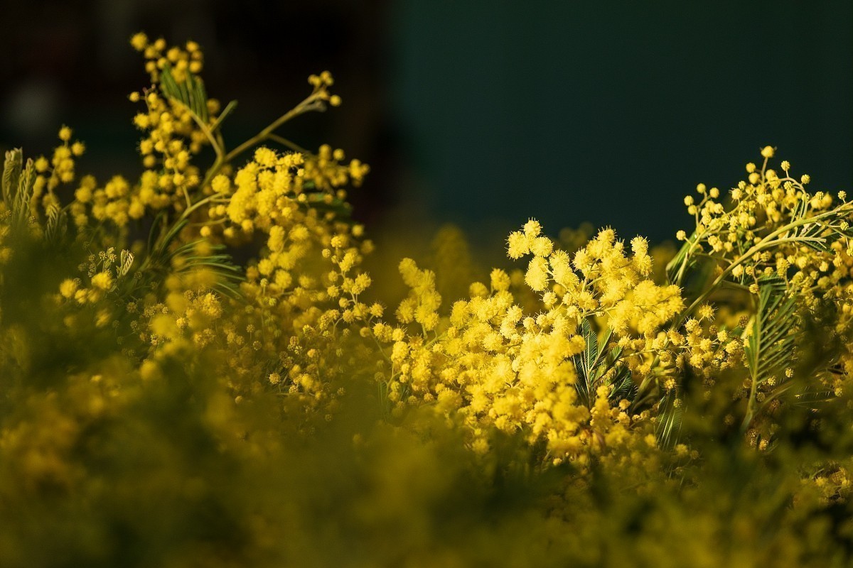 Visite guide d'une exploitation et de sa forcerie