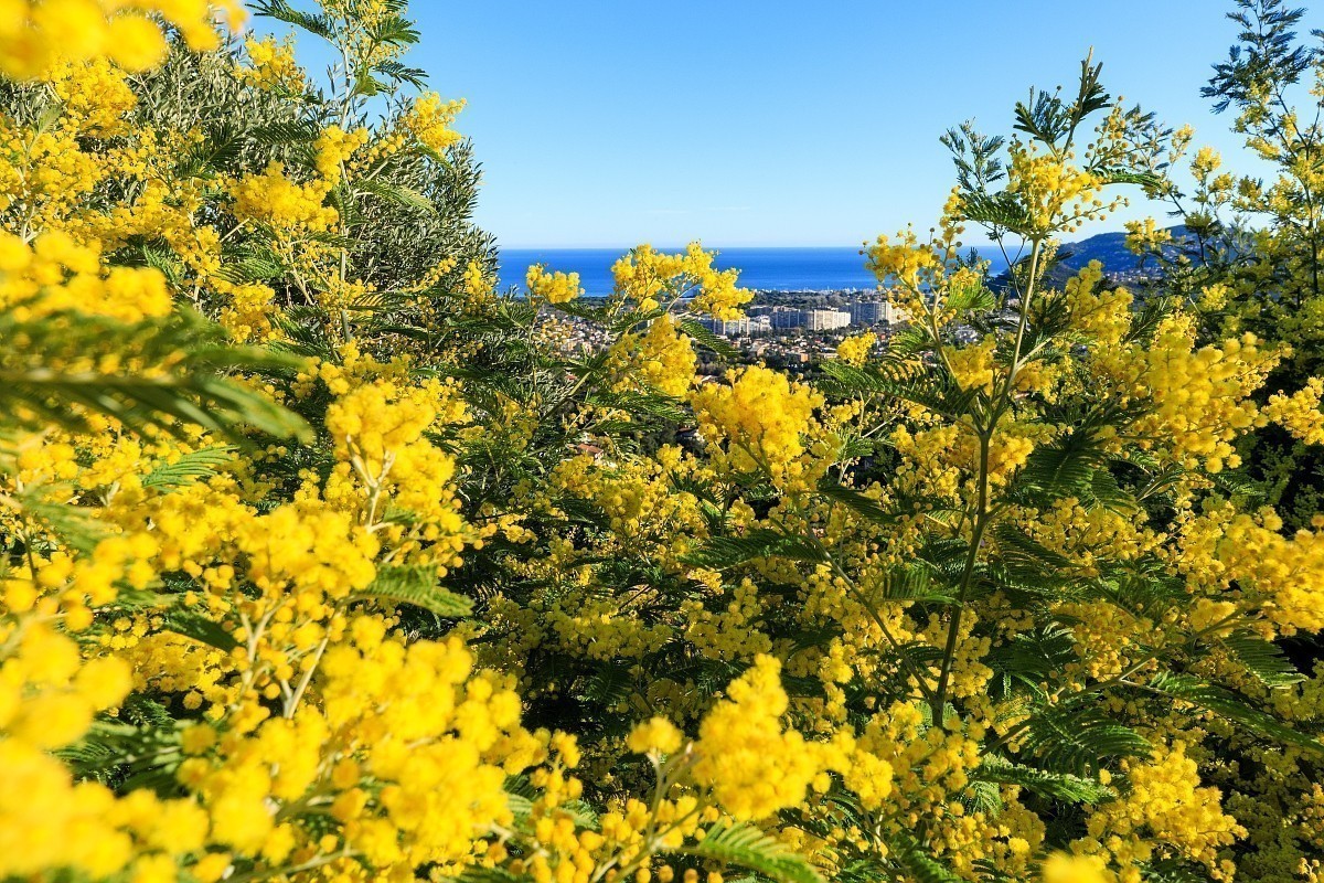 Visite guide dune exploitation, dune forcerie et dcouverte du mtier de mimosiste - avec petit djeuner